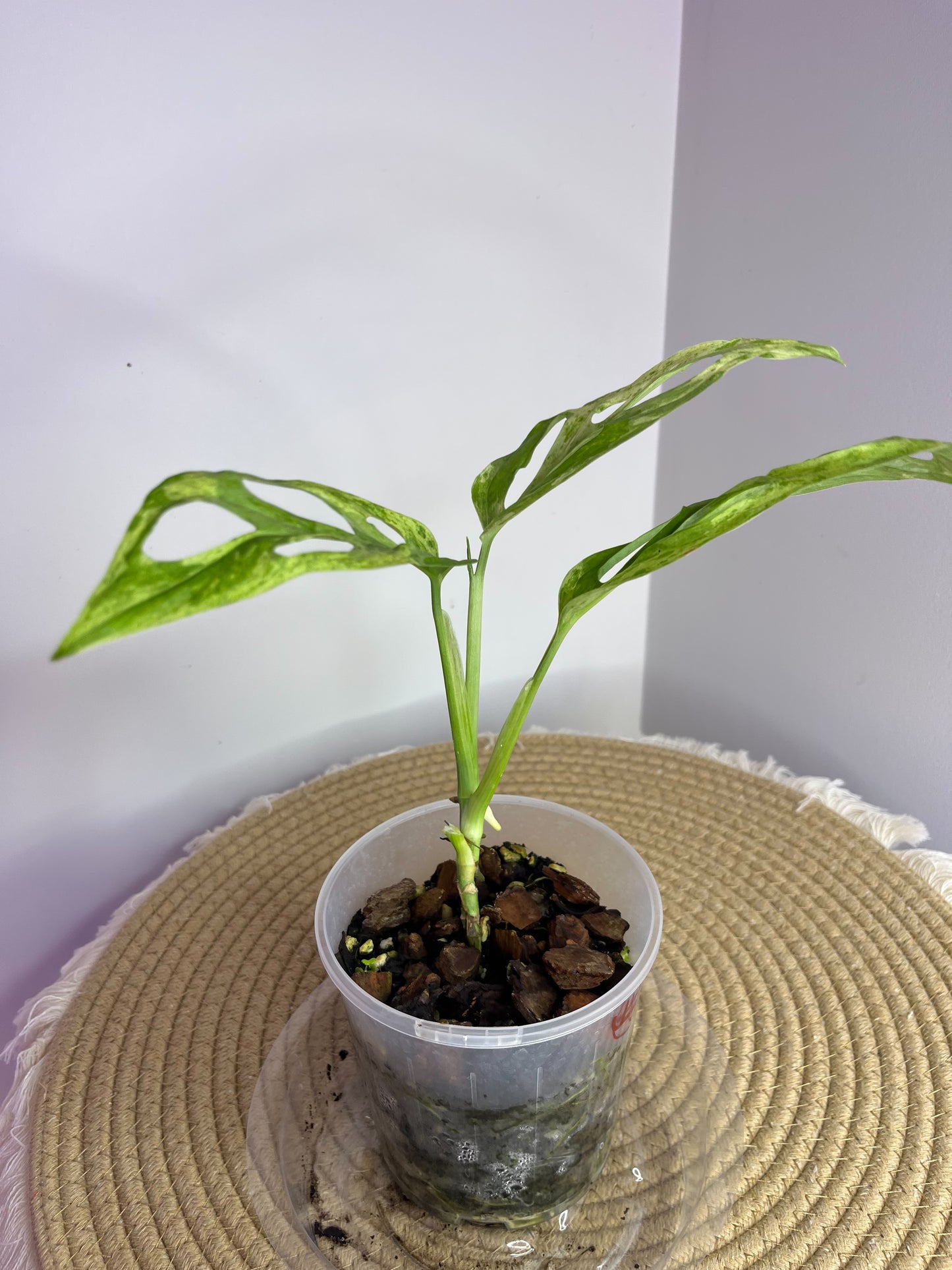 Monstera Adansonii Mint 1