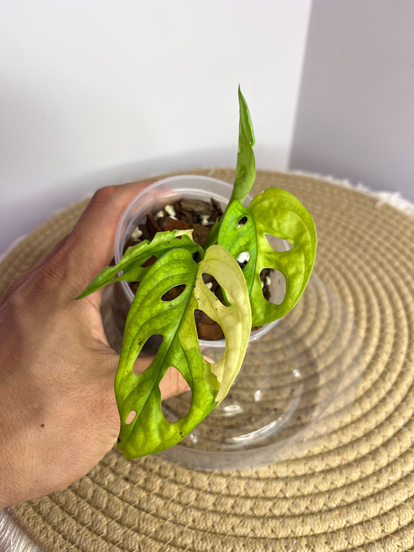 Monstera Monkey Mask(Adansonii) Aurea Variegated 1