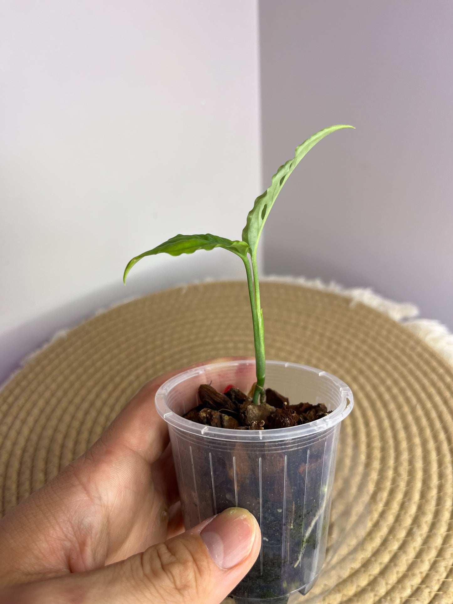 Monstera Obliqua Peru 1