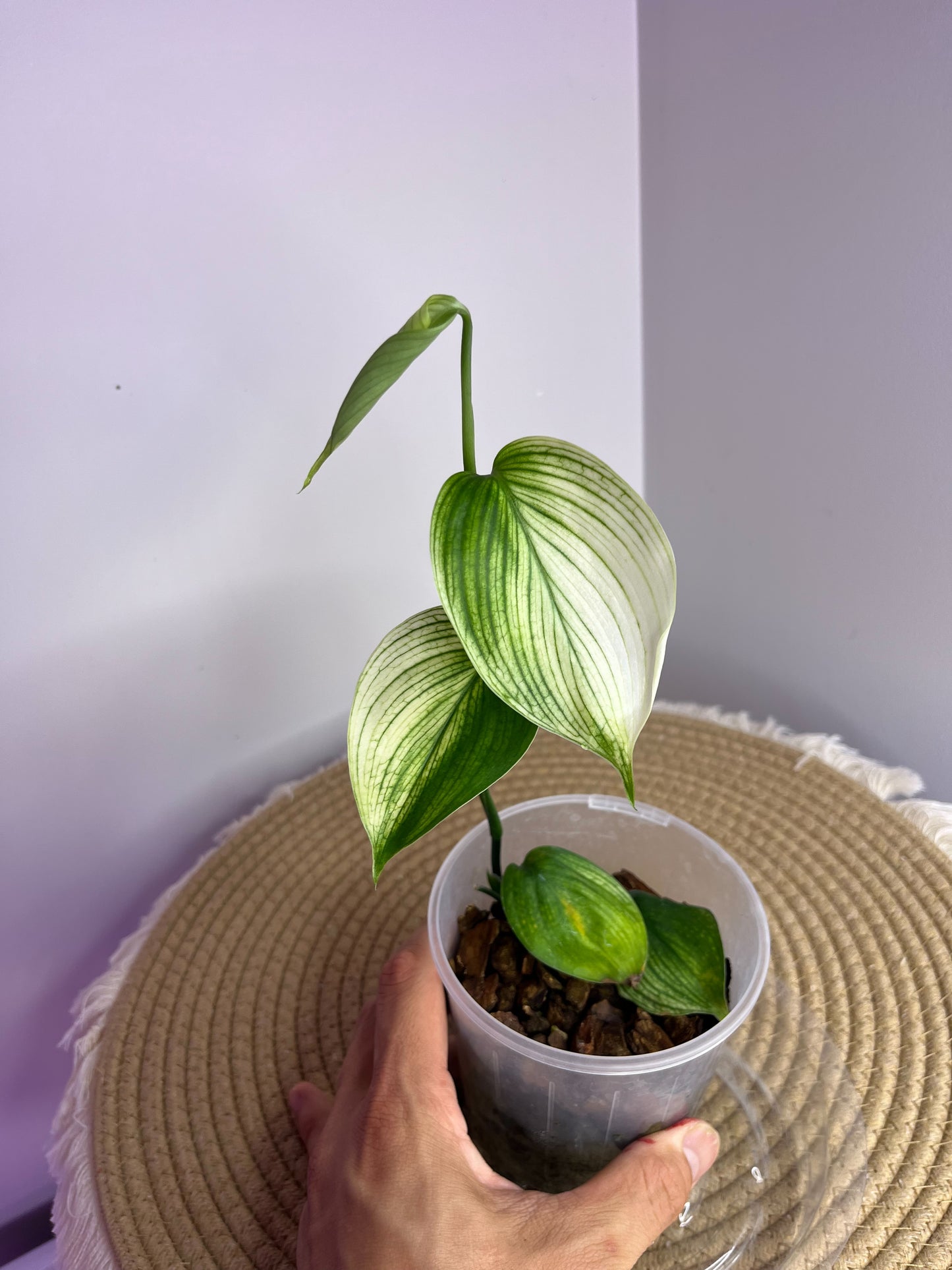 Scindapsus White Monster 1