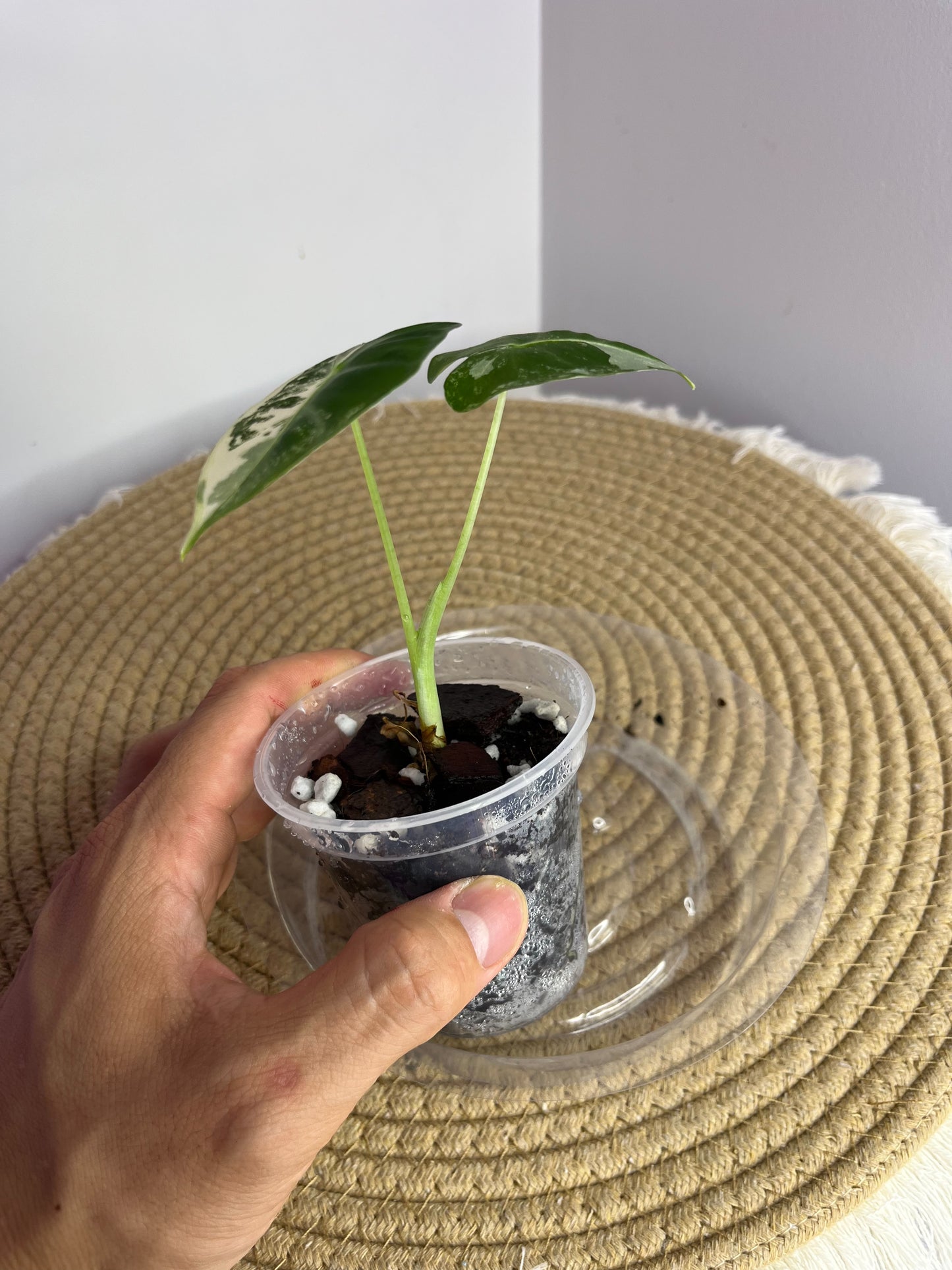Alocasia Frydek Variegated 1