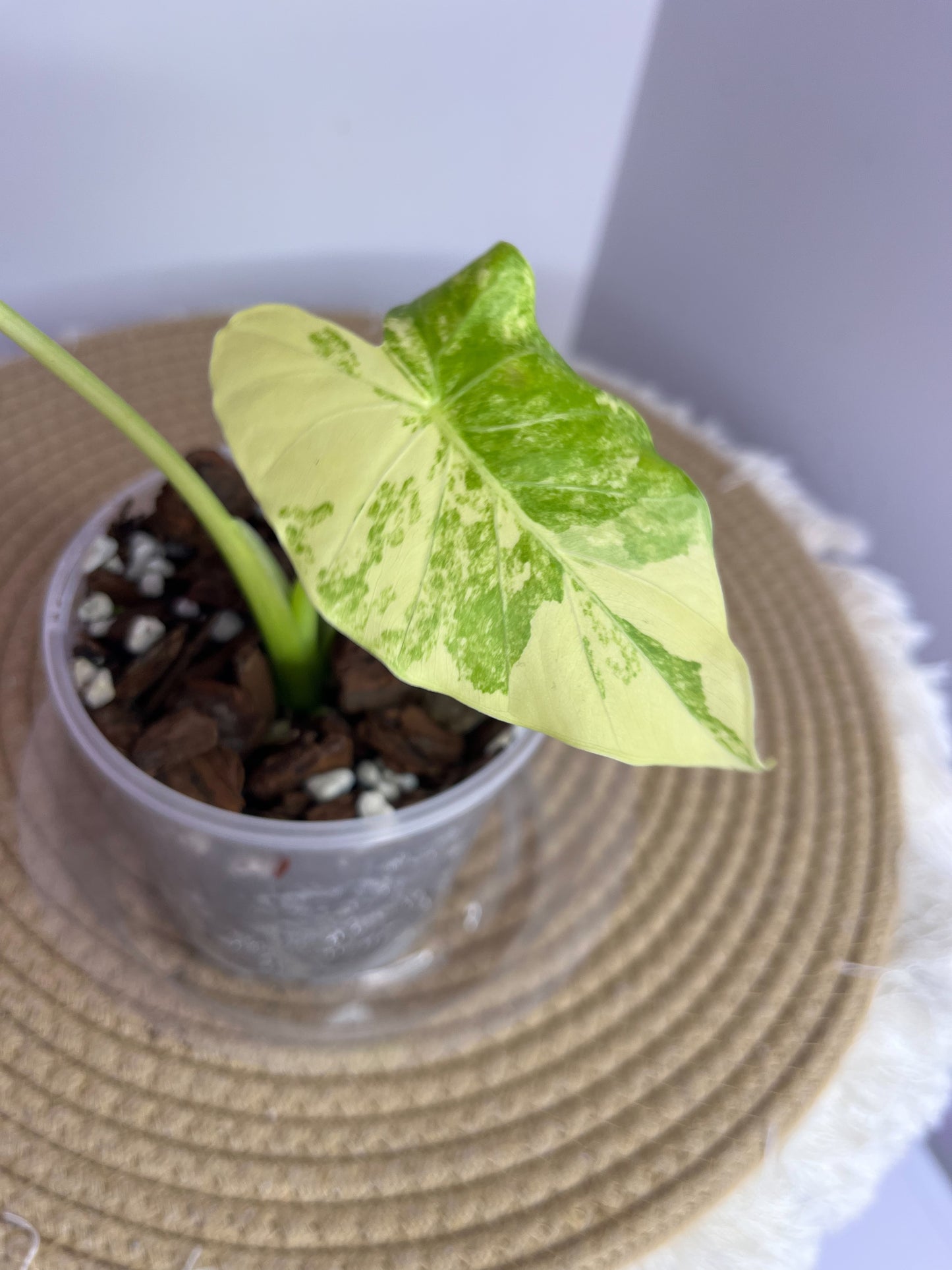 Alocasia Gageana Aurea Variegated 1