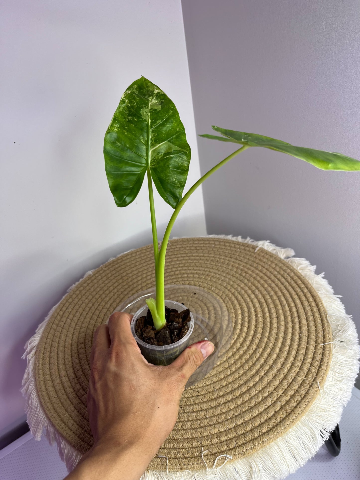 Alocasia Macrorrhiza Variegated 2