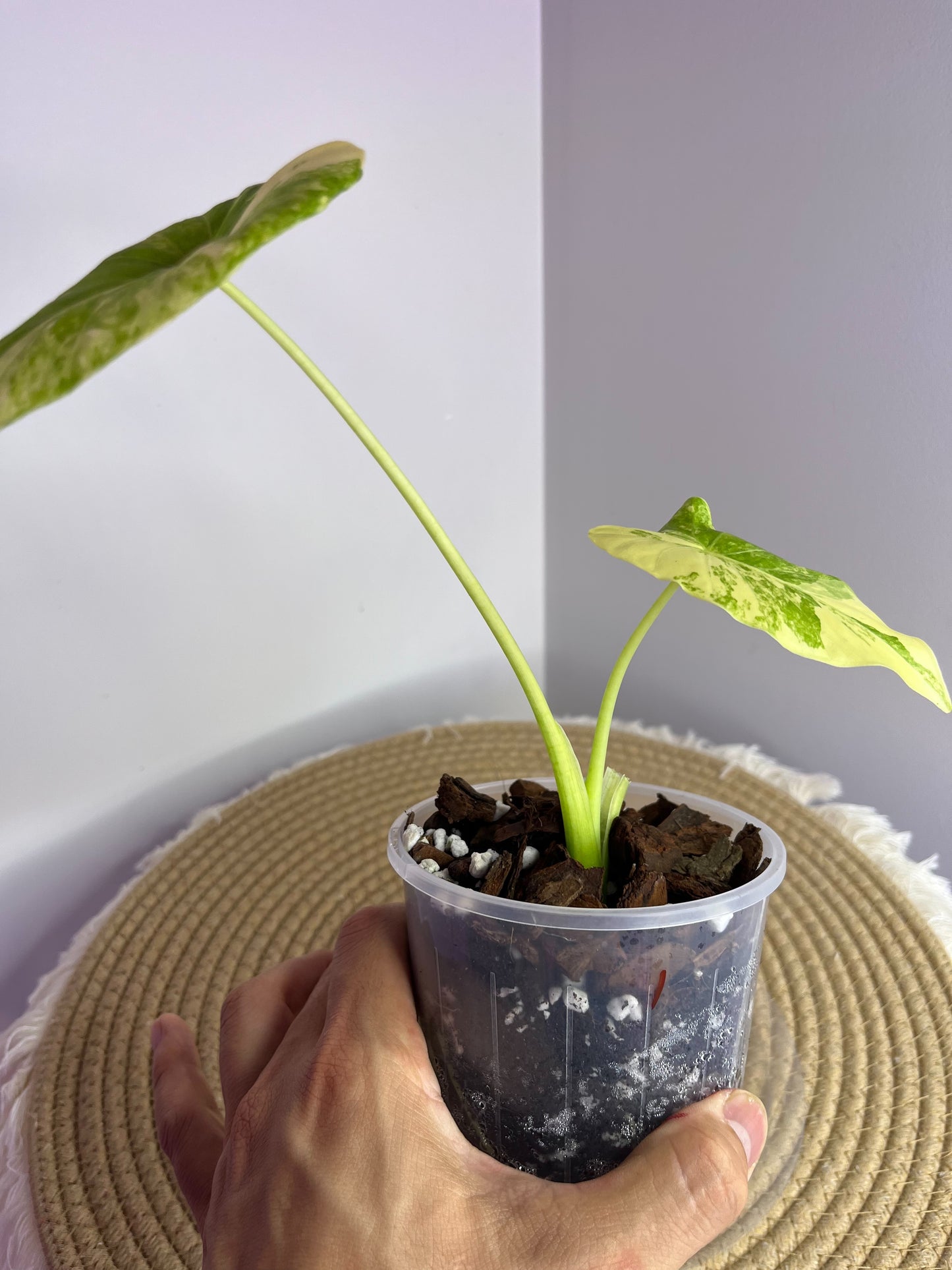 Alocasia Gageana Aurea Variegated 1