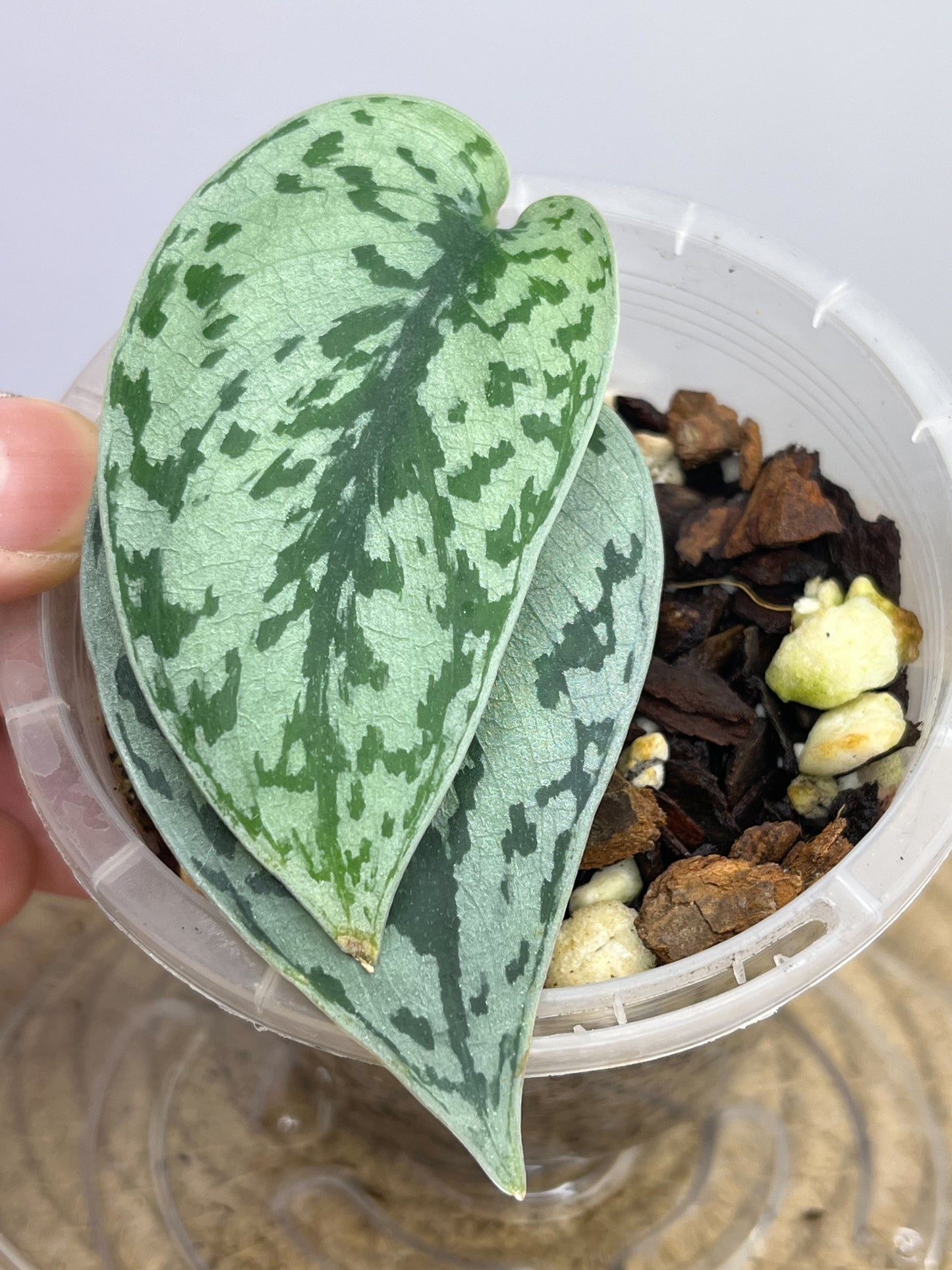 Scindapsus Silver Lady 1