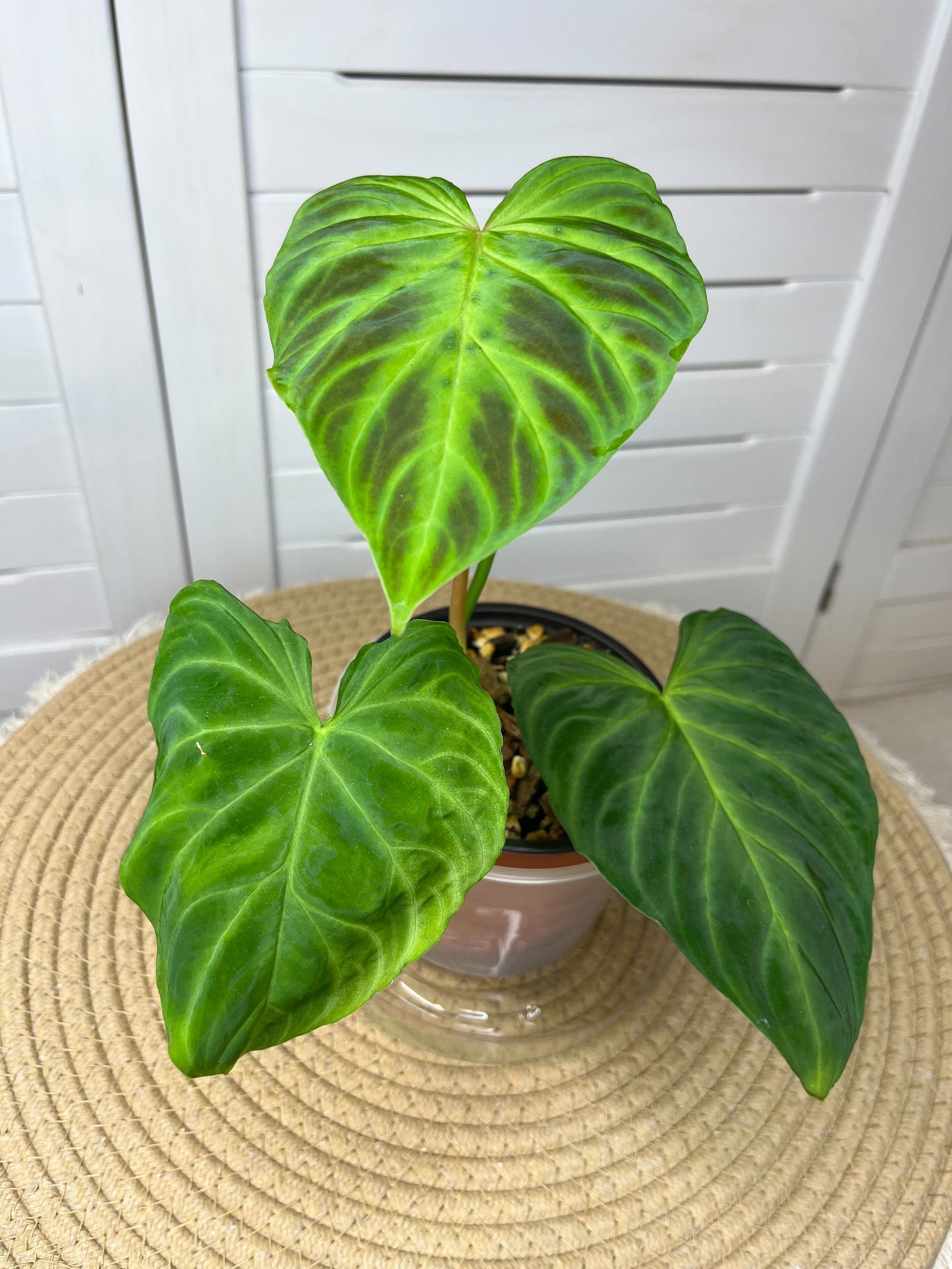 Philodendron Verrucosum (1)