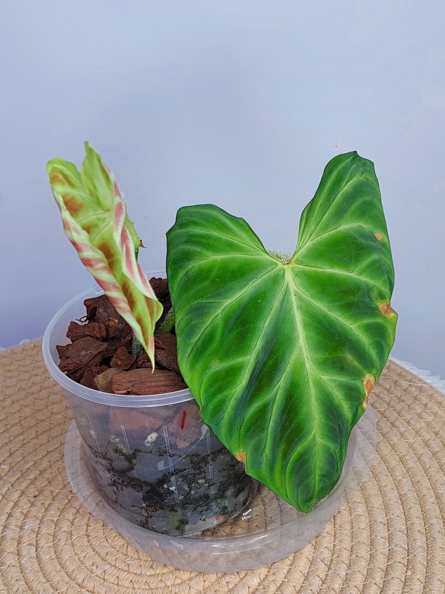 Philodendron Verrucosum 1
