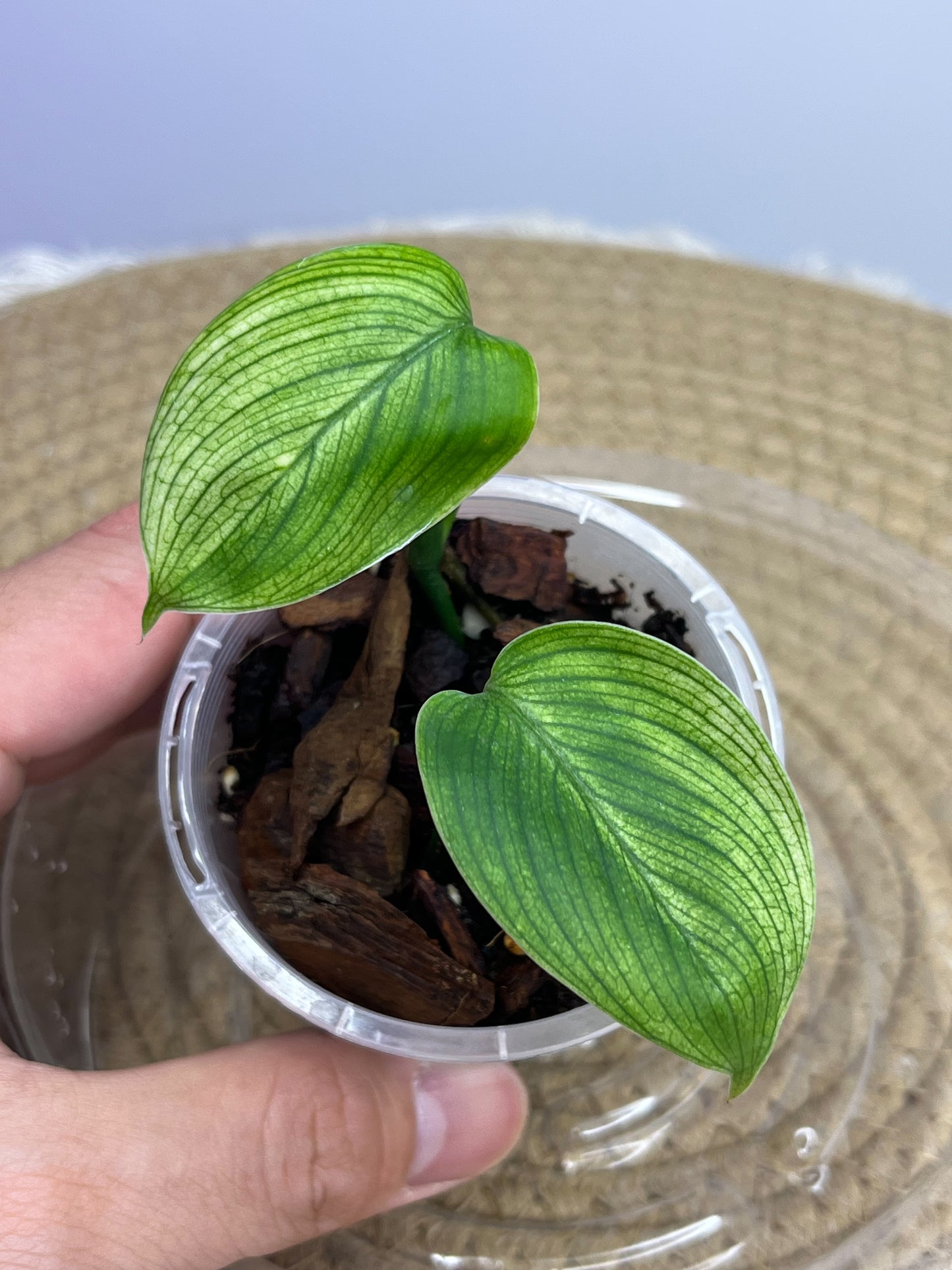 Scindapsus White Monster 1