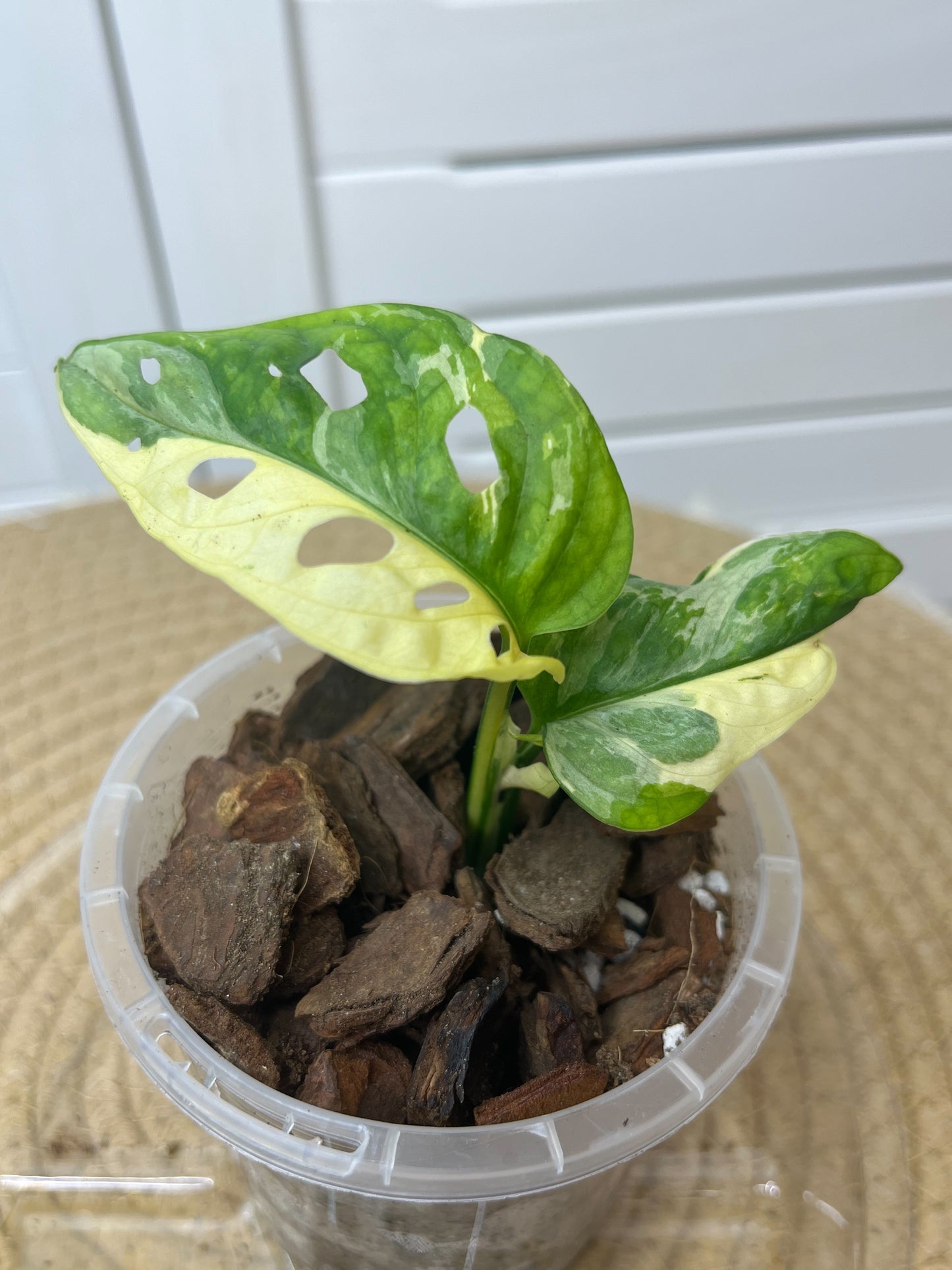 Monstera Monkey Mask(Adansonii) Variegated 1