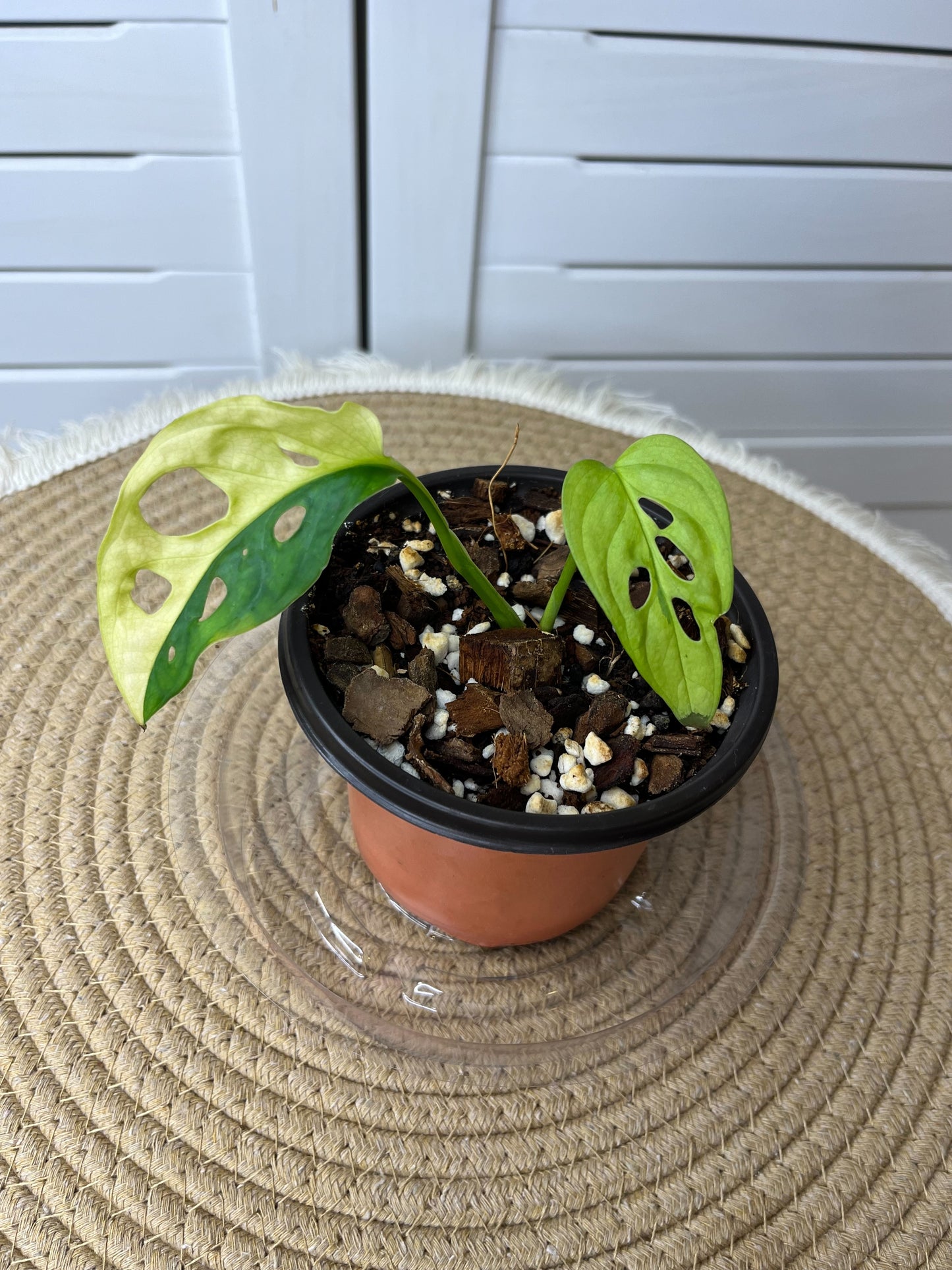 Monstera Monkey Mask(Adansonii) *Aurea Variegated 1