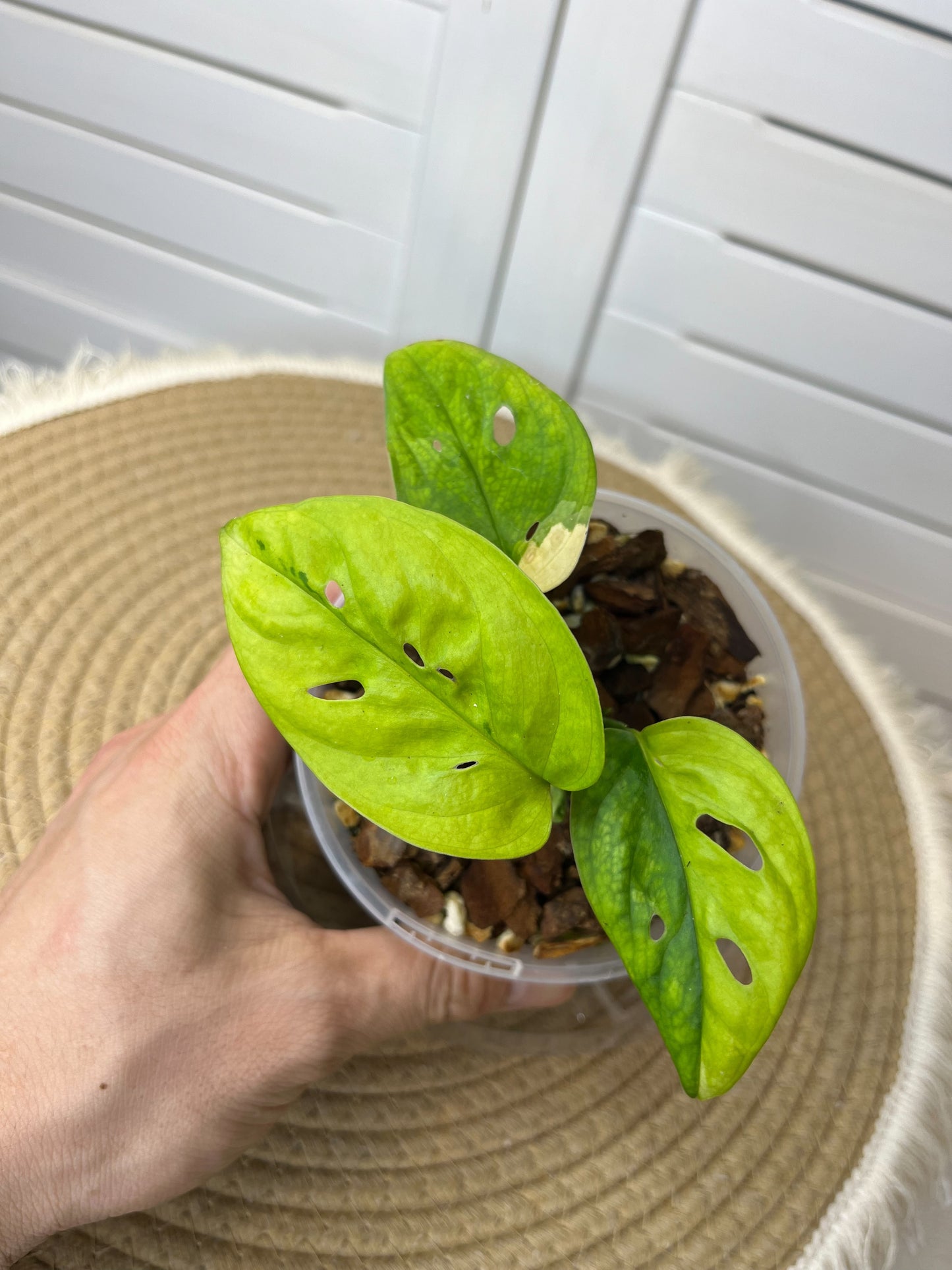 Monstera Monkey Mask(Adansonii) Aurea Variegated #1