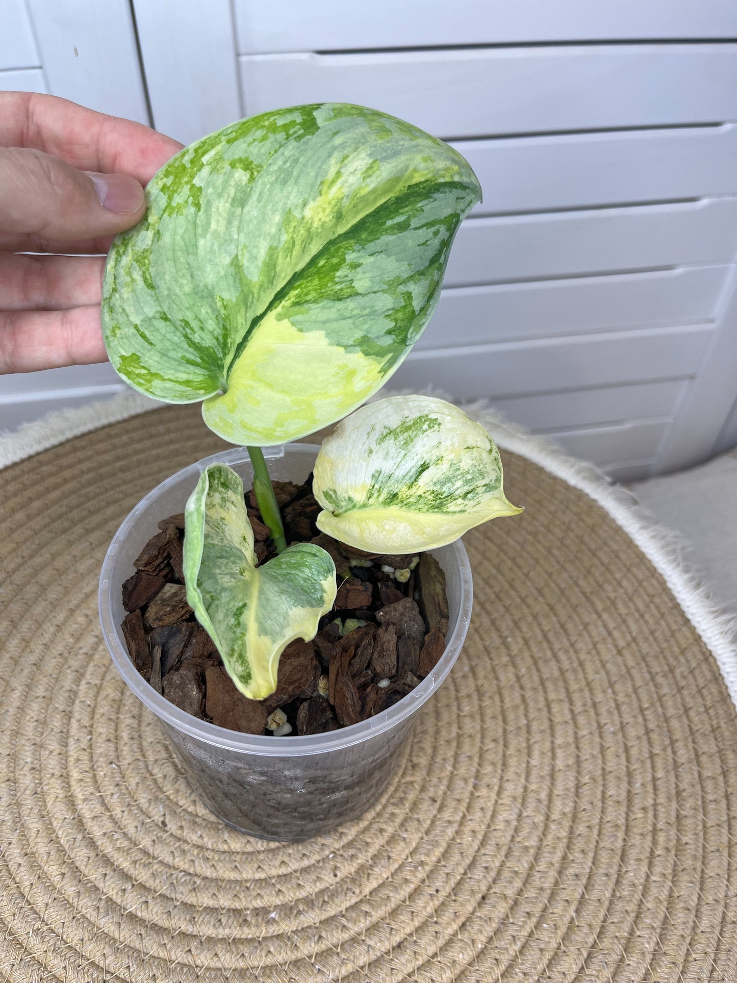 Scindapsus Exotica Variegated (1)