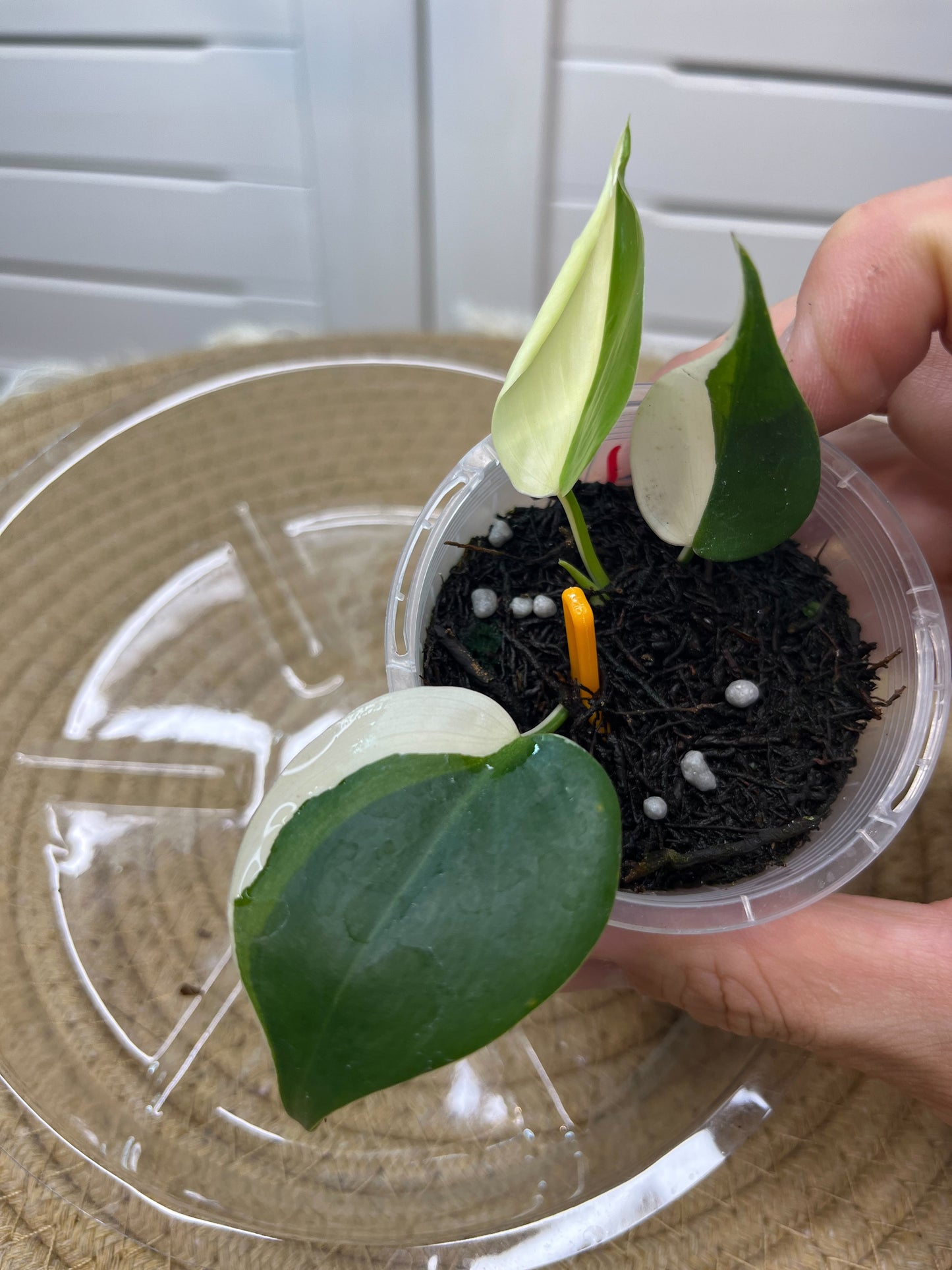 Philodendron Hederaceum(Heartleaf) ALBO Variegated -1
