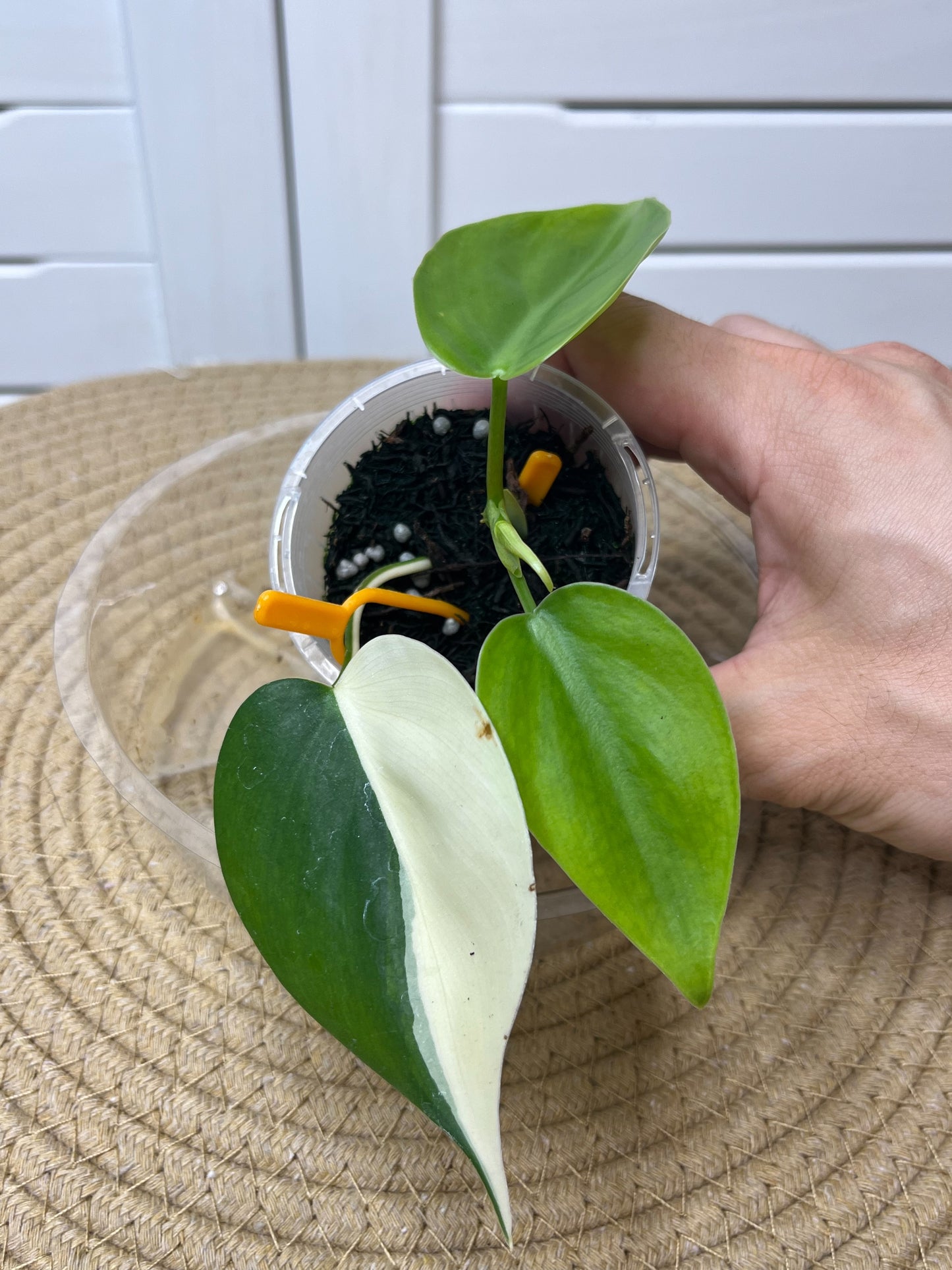 Philodendron Hederaceum(Heartleaf) ALBO Reverted 2