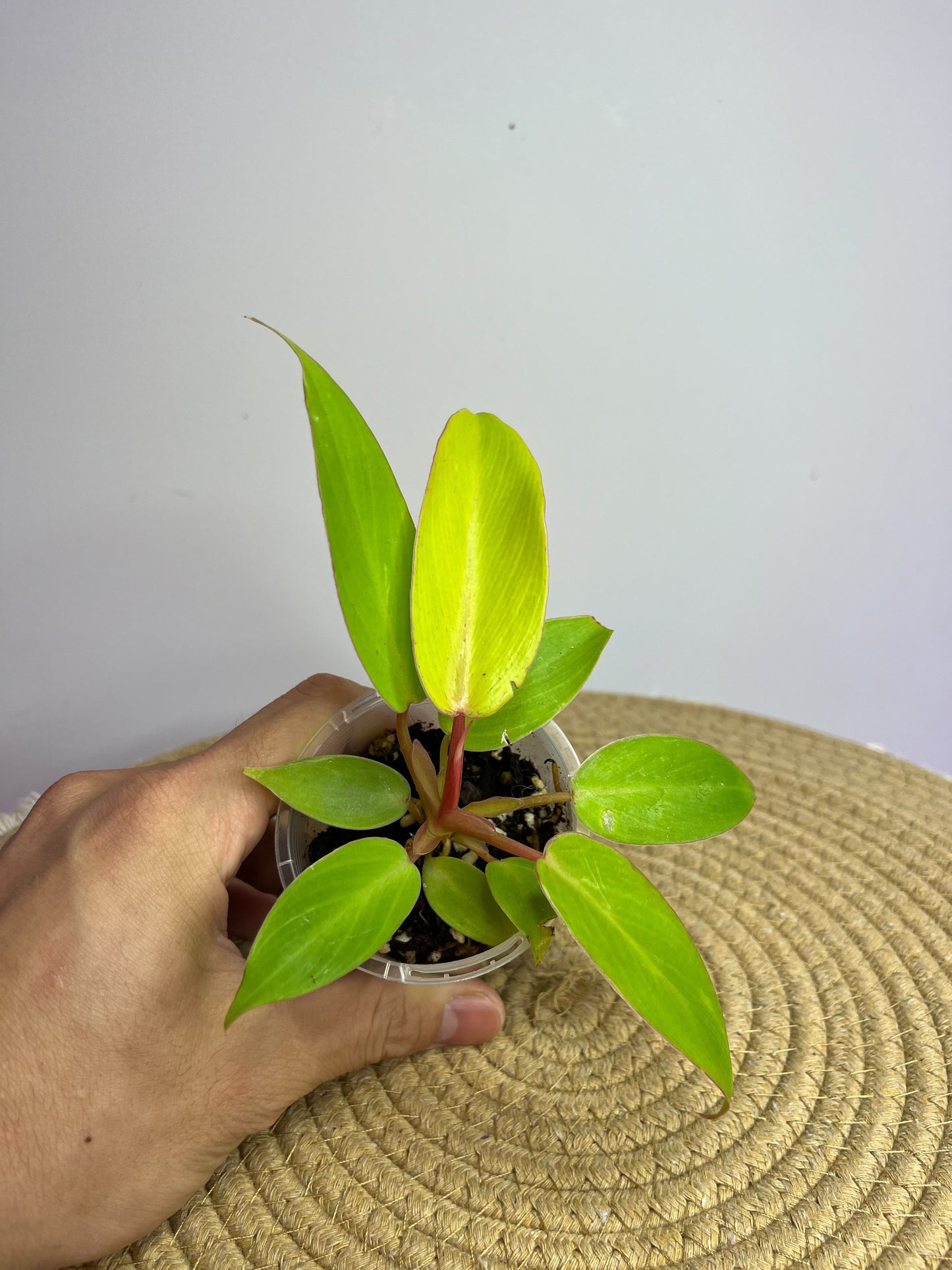 Philodendron Jungle Fever Aurea 1