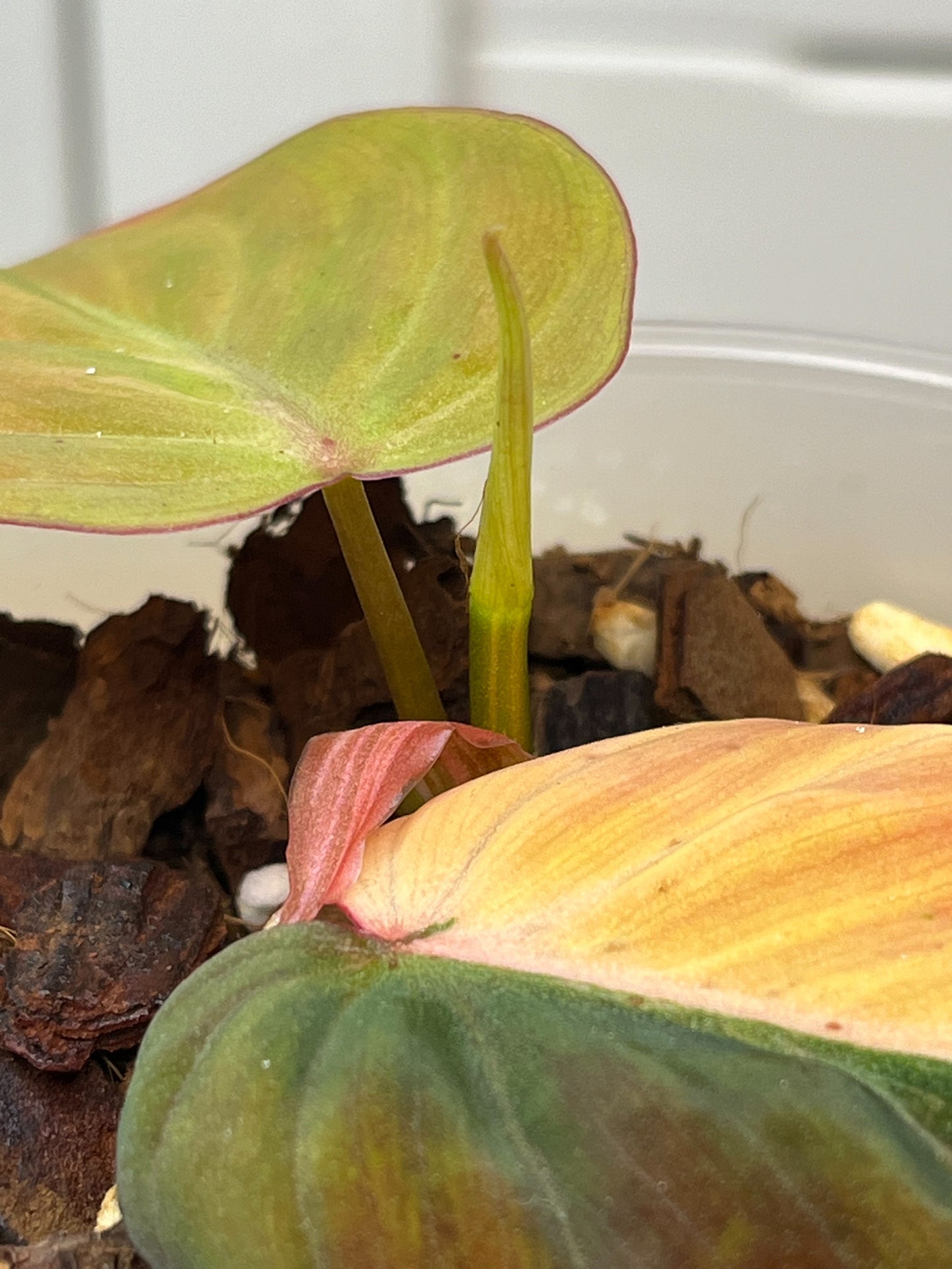 Philodendron Mican Variegated -1