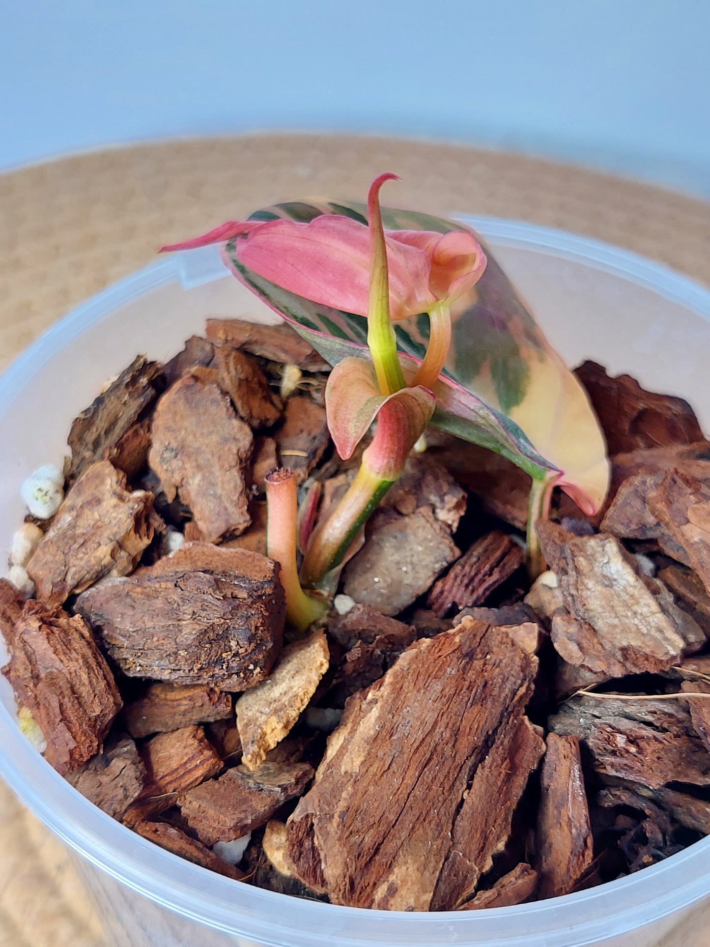 Philodendron Mican Variegated -1