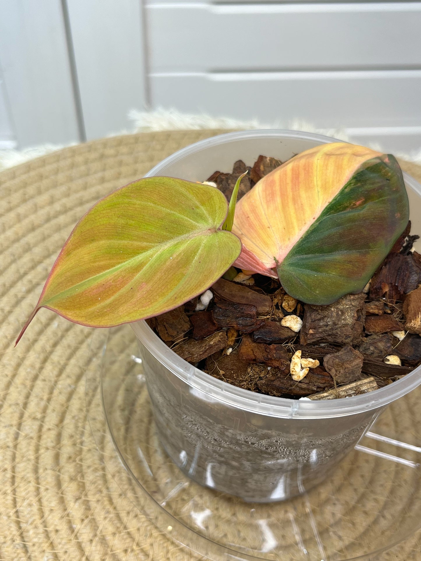 Philodendron Mican Variegated -1
