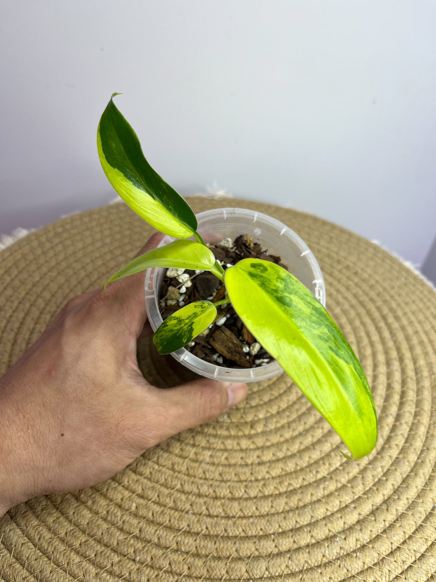 Philodendron Domesticum Mango Shake Variegated 1