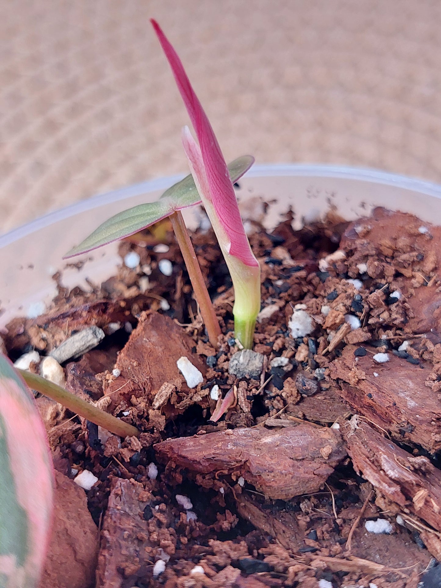 Philodendron Mican Variegated -2