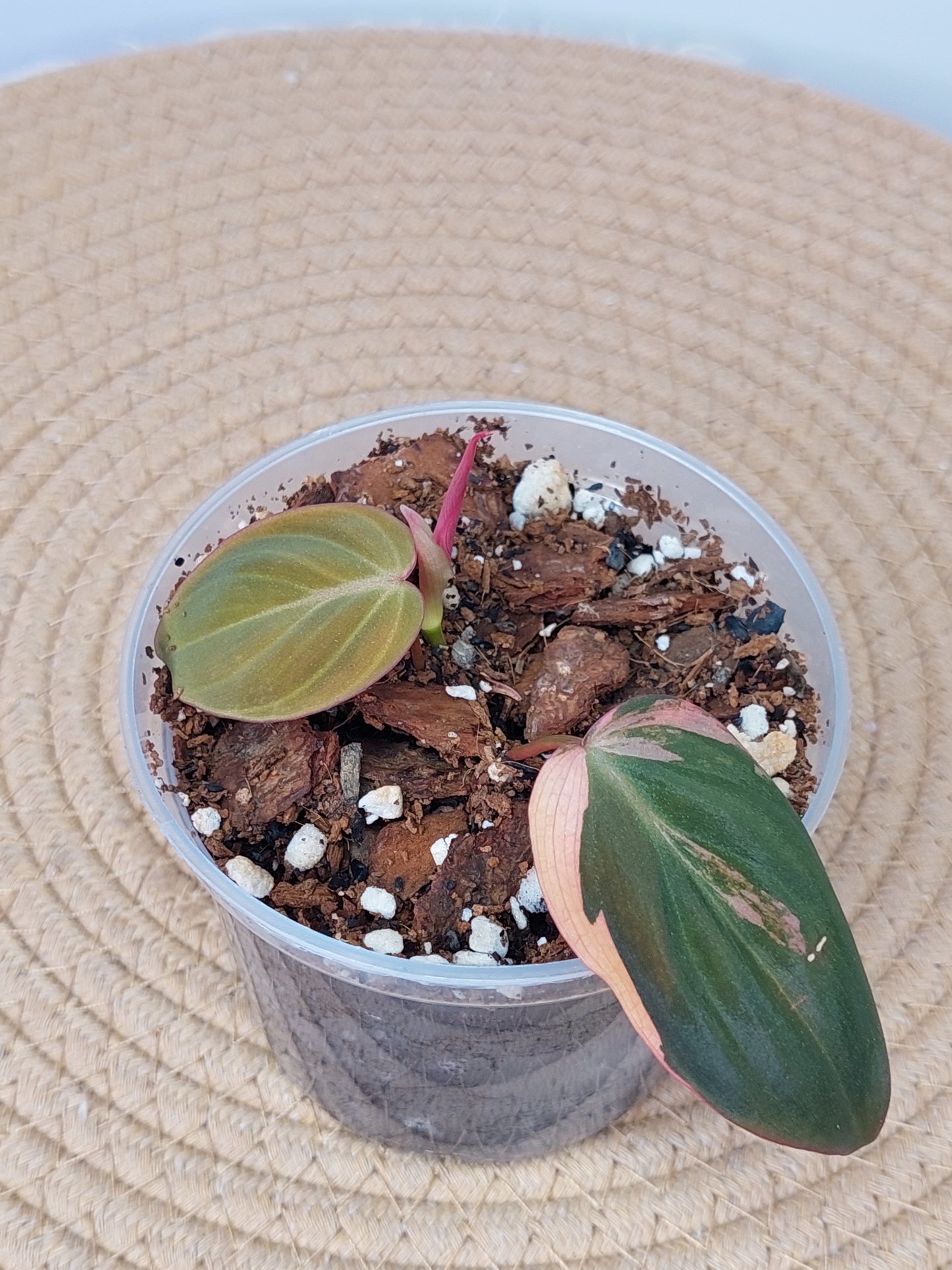Philodendron Mican Variegated -2