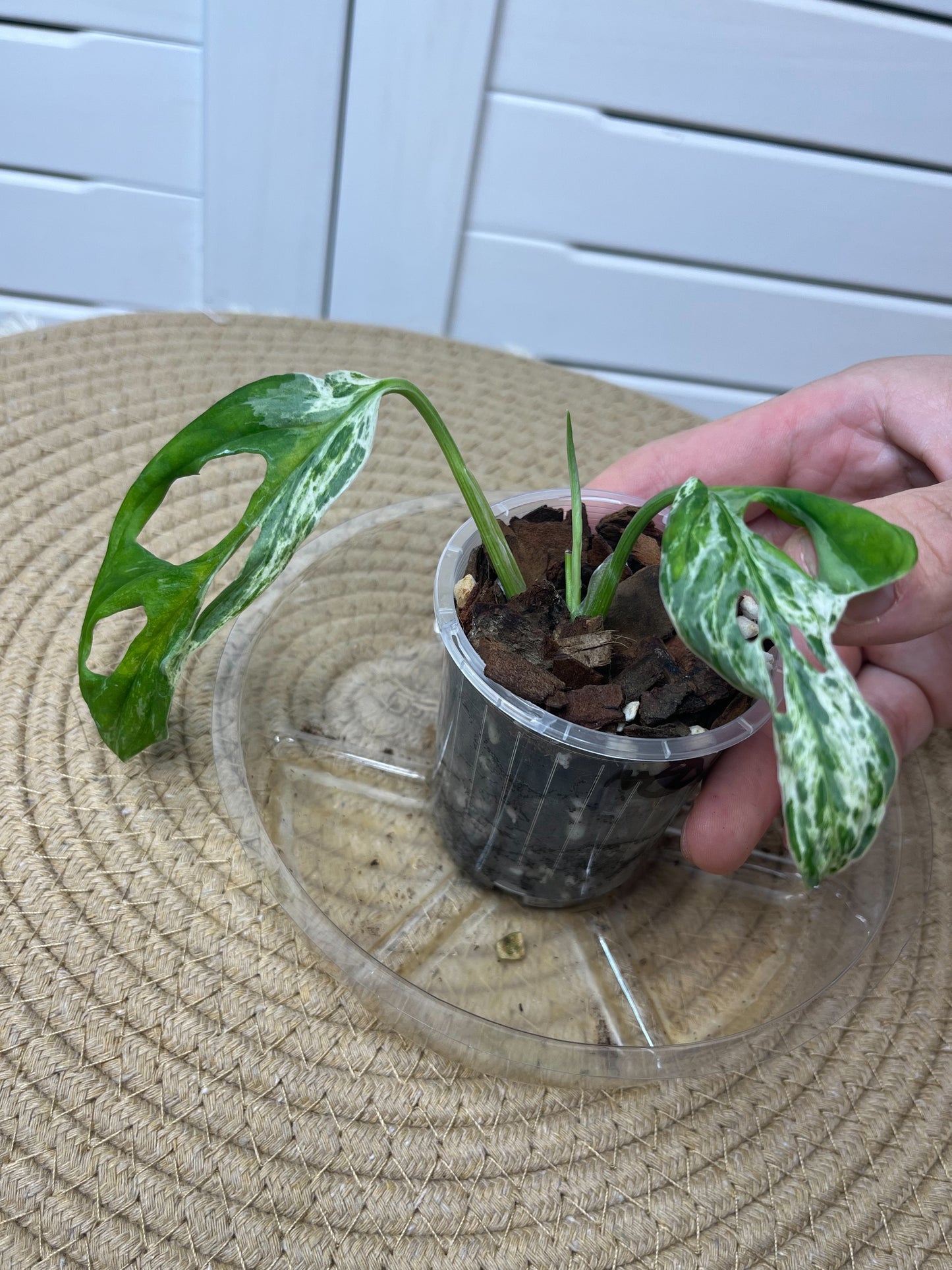 Monstera Adansonii Mint 2
