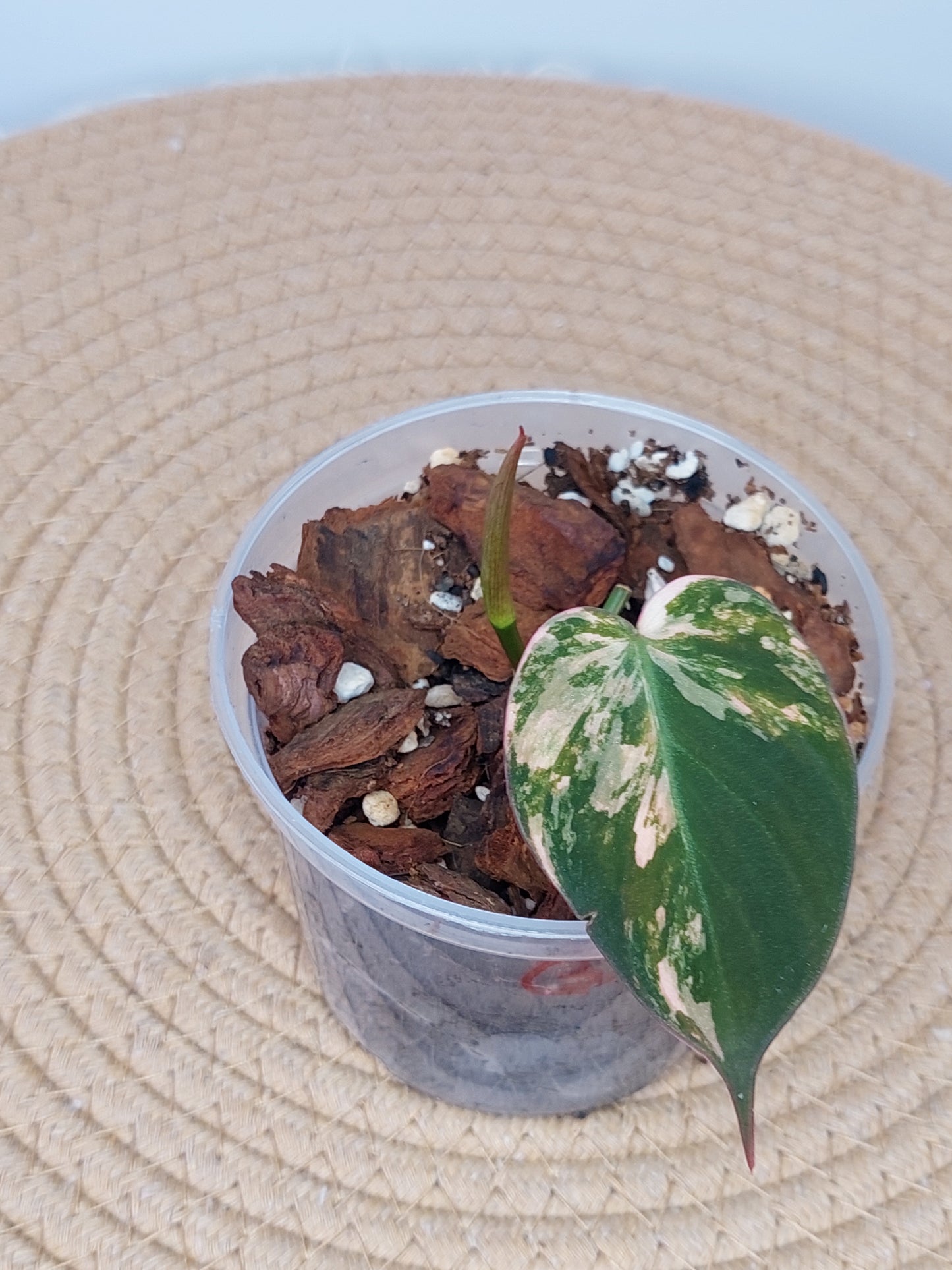 Philodendron Mican Variegated -3