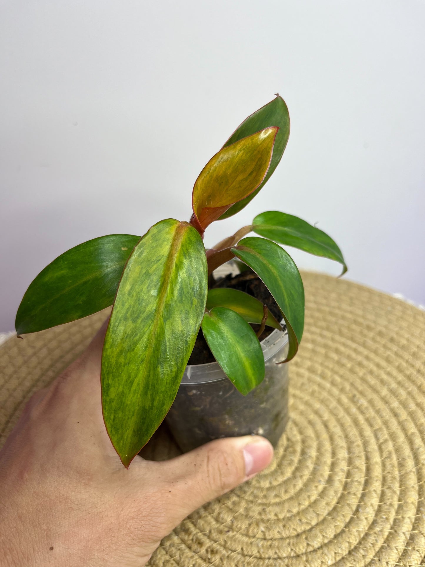 Philodendron Orange Marmalade 1