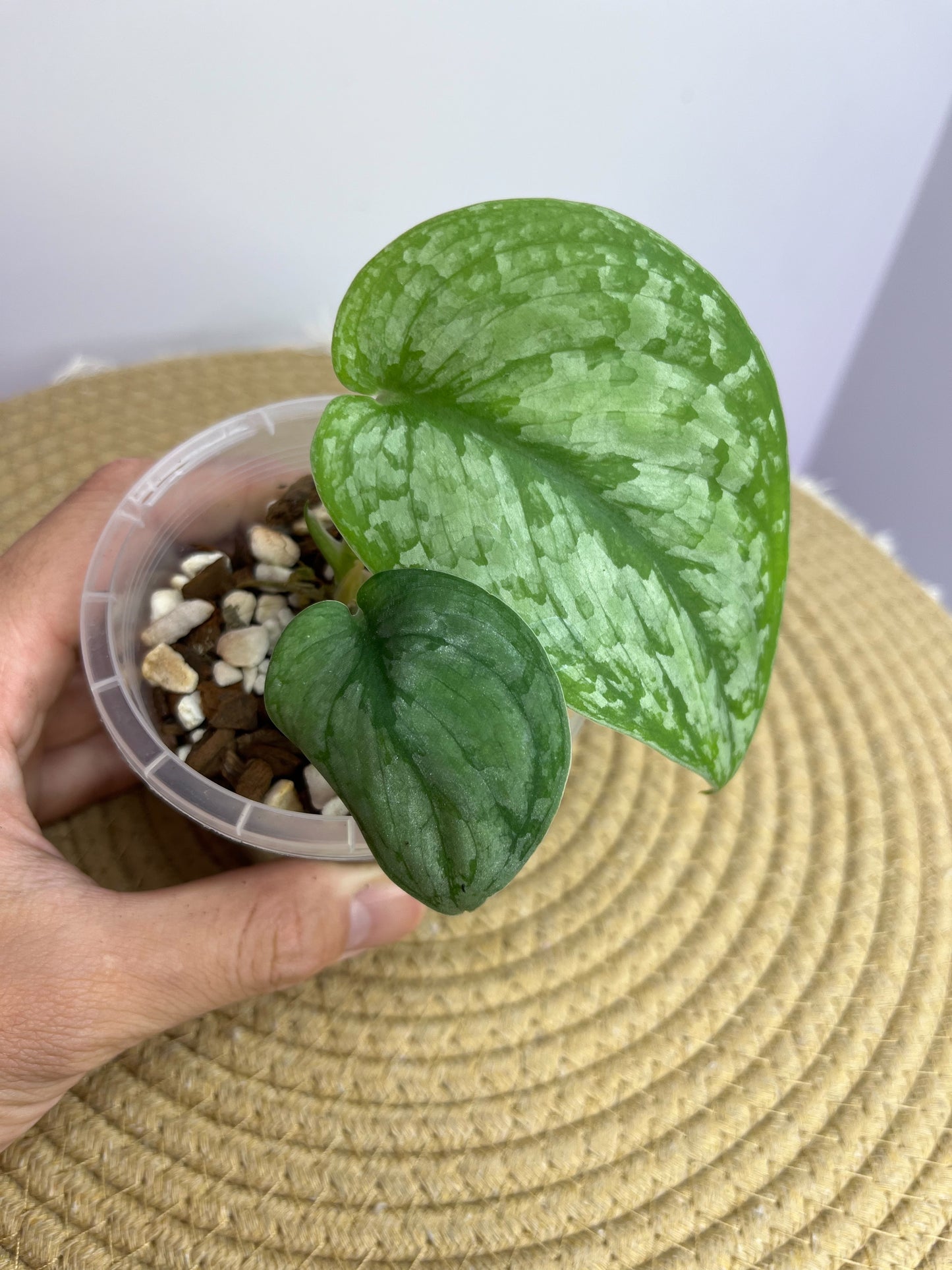 Scindapsus Silver Cloud 1