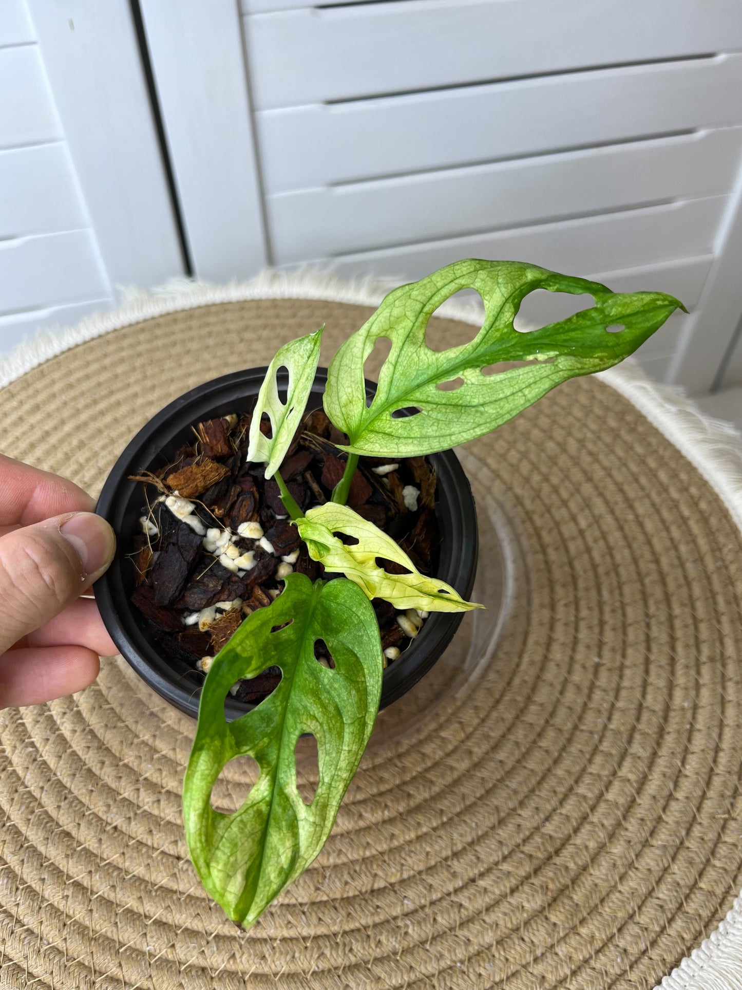 Monstera Monkey Mask(Adansonii) Variegated 1