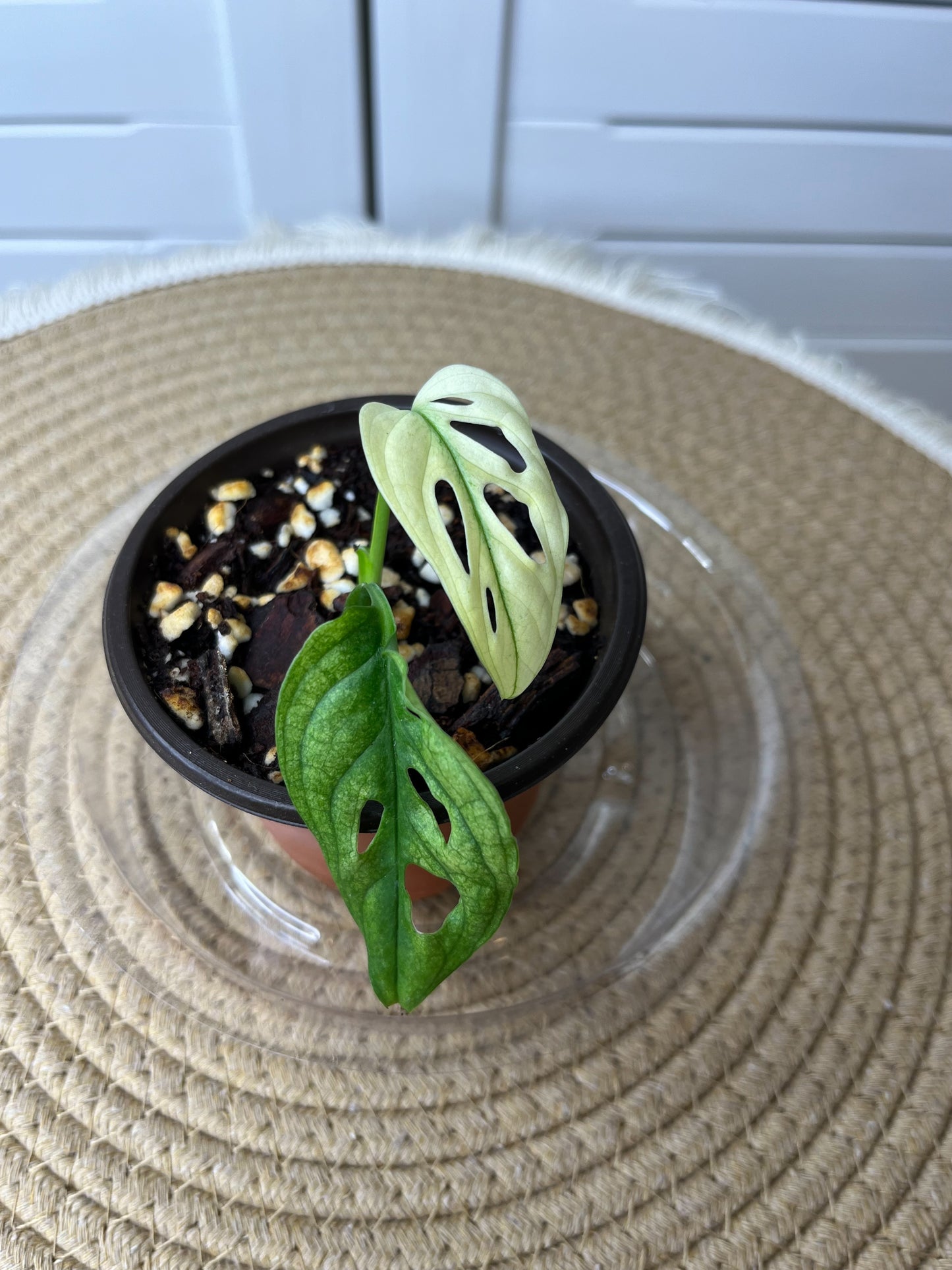 Monstera Monkey Mask(Adansonii) Highly Variegated 2