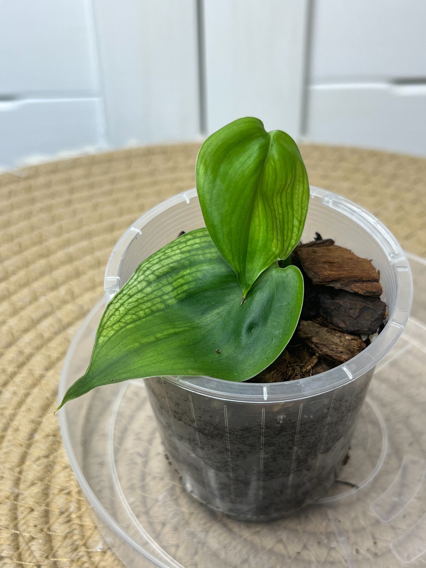 Scindapsus White Monster #2