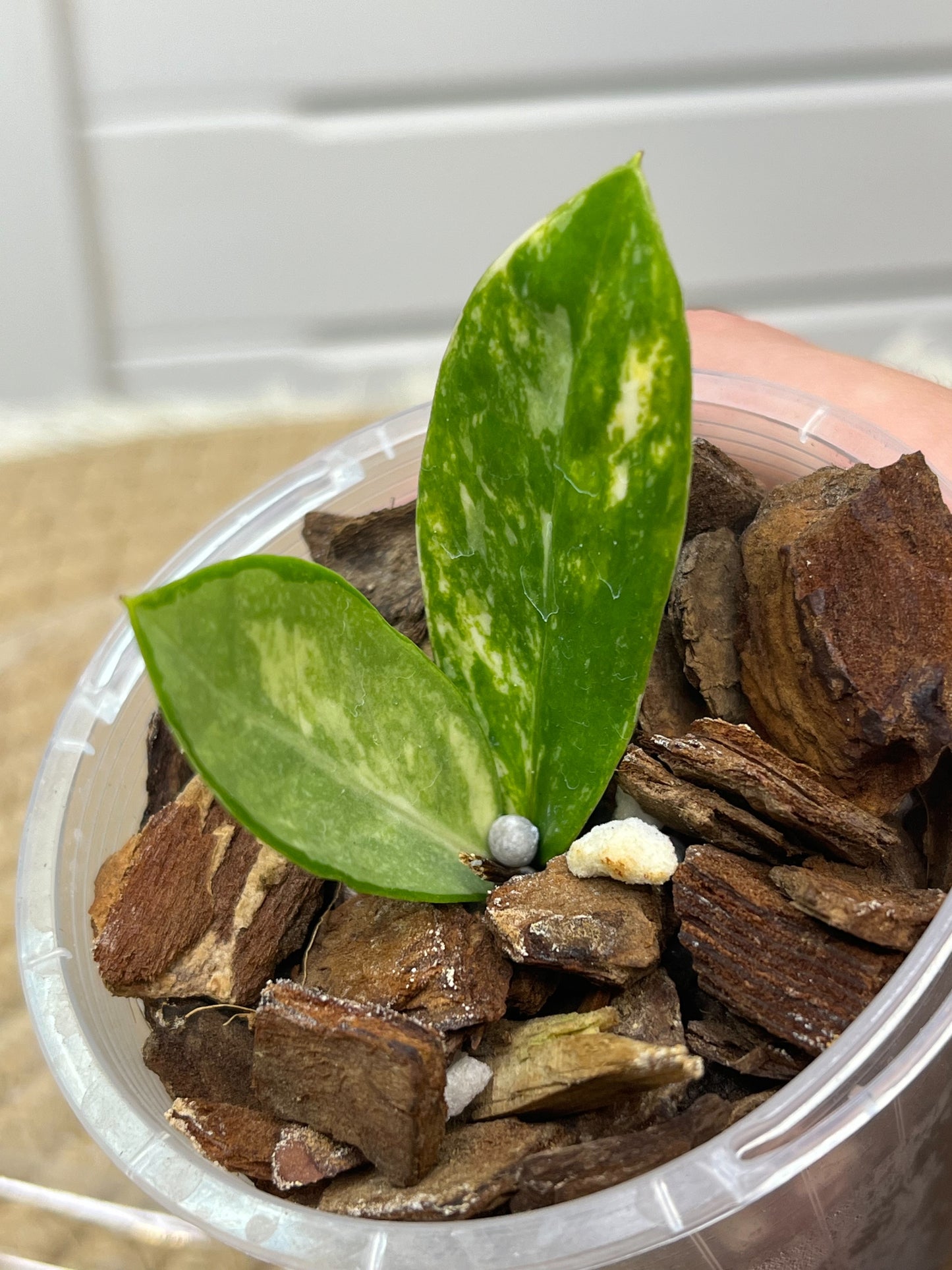 ZZ plant variegated -1