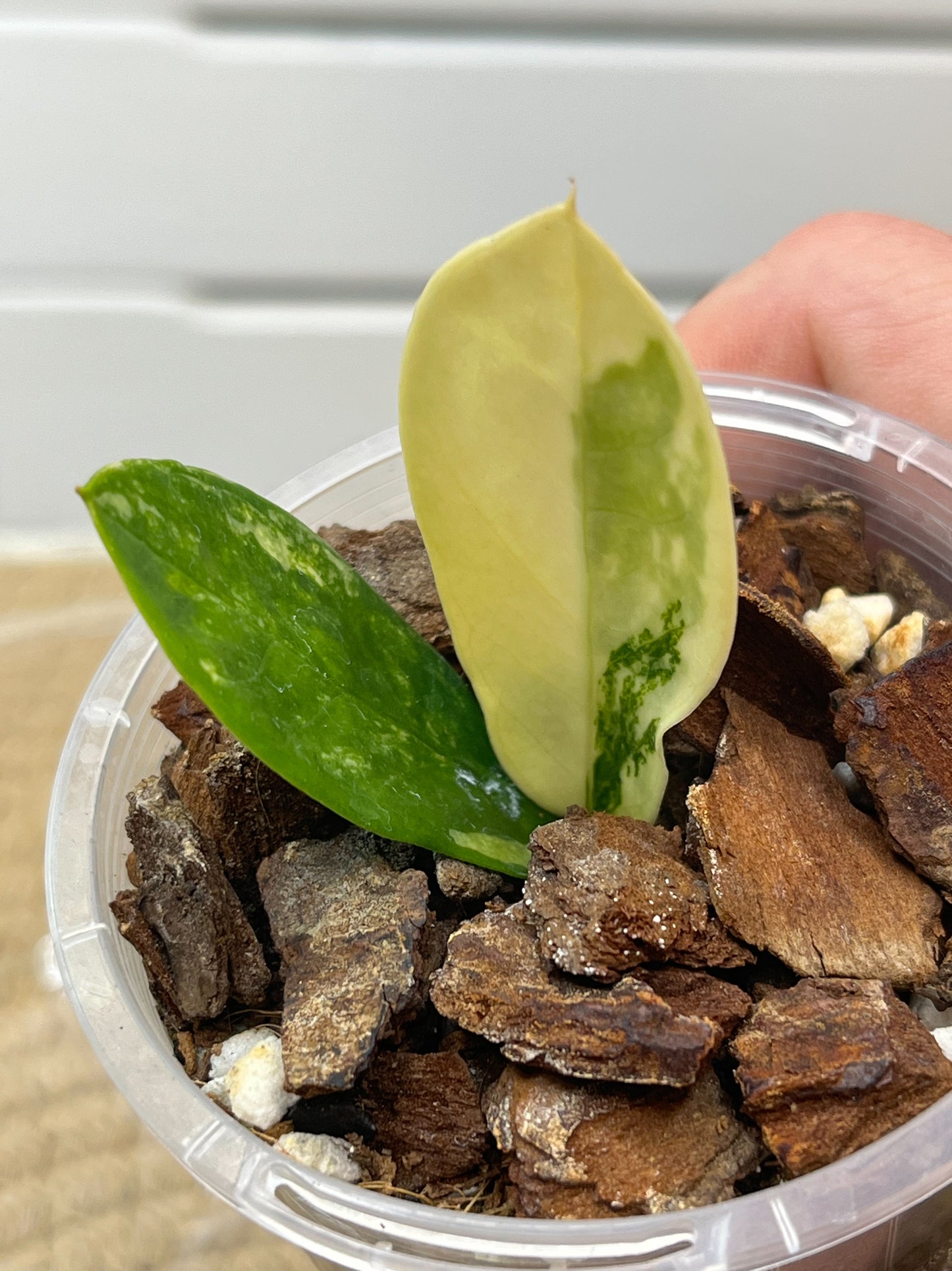 ZZ plant variegated -2