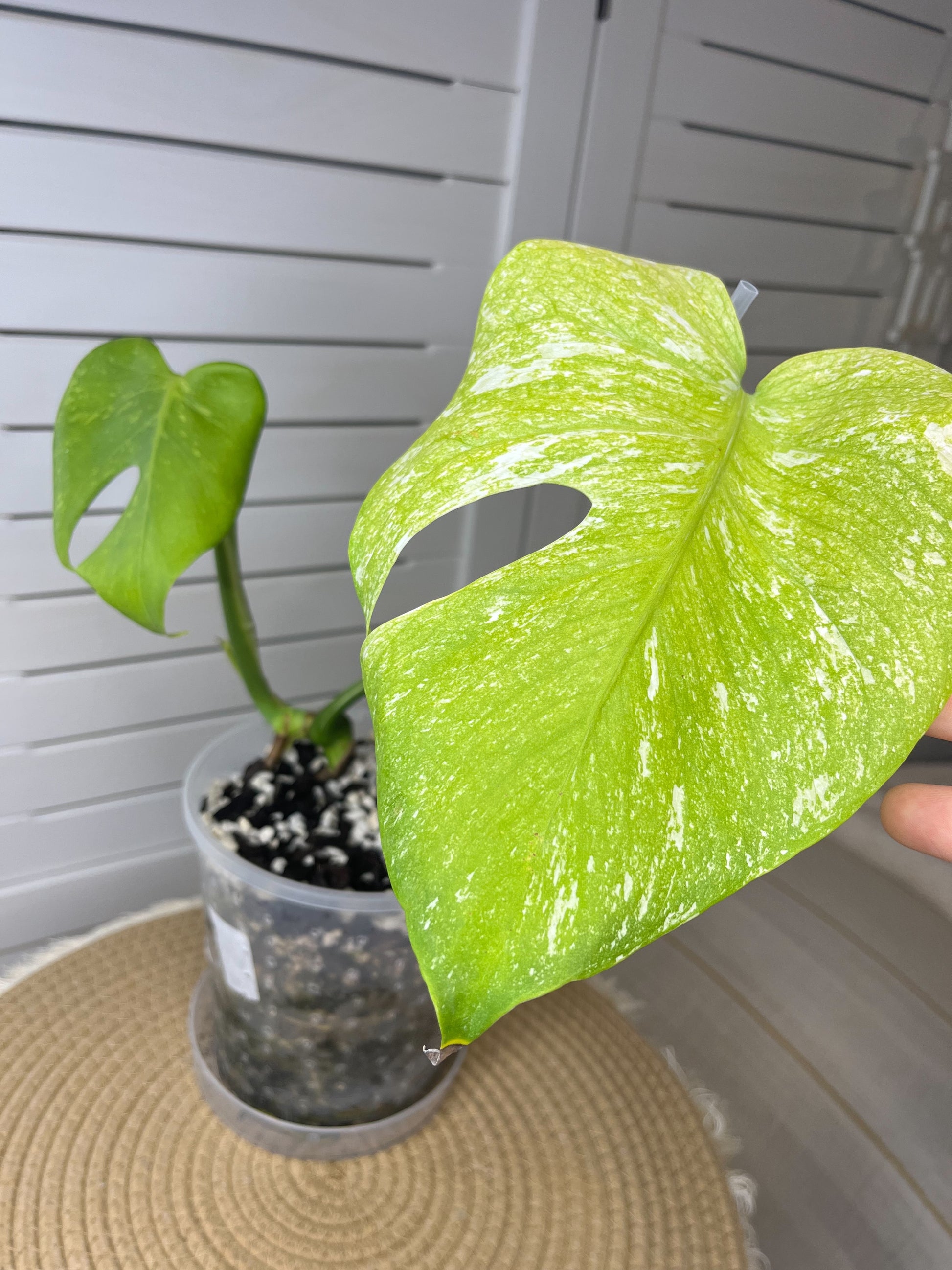 monstera deliciosa sunshine Monstera Deliciosa Sunshine 1 – SOUL PLANT