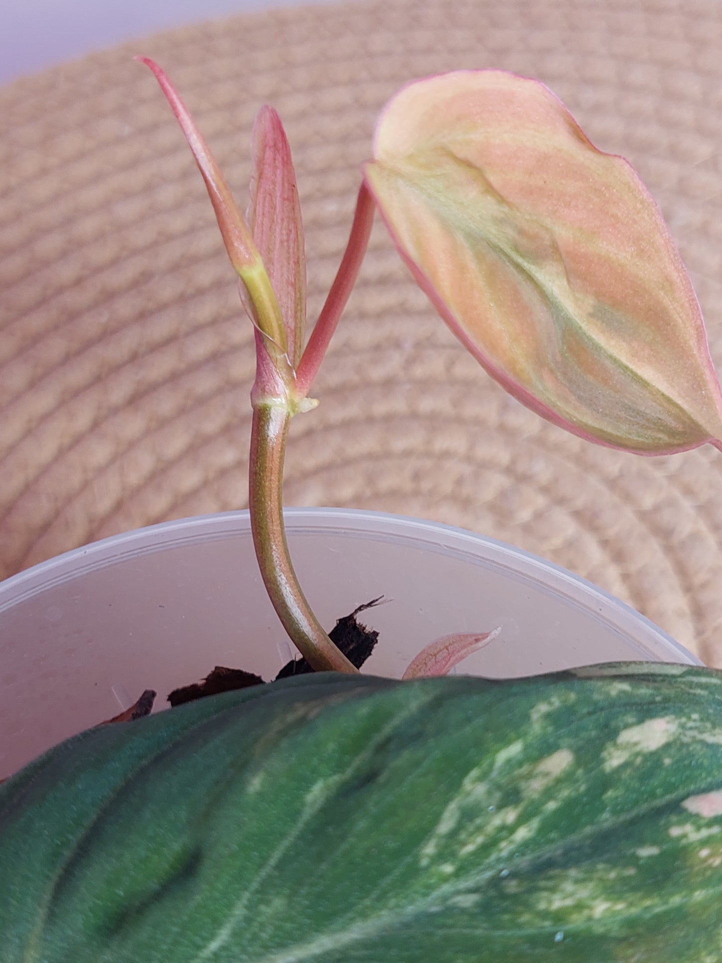 Philodendron Mican Variegated - 1