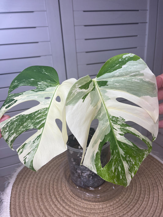 Monstera Borsigiana Albo Variegated #1