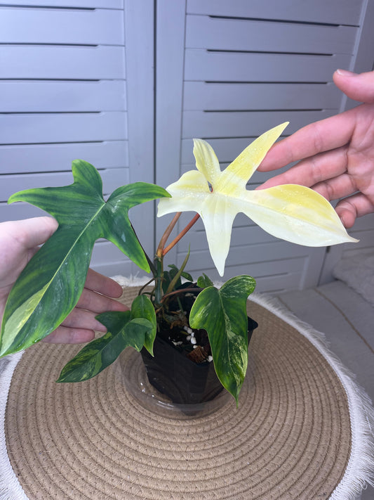 Philodendron Florida Beauty variegated #1