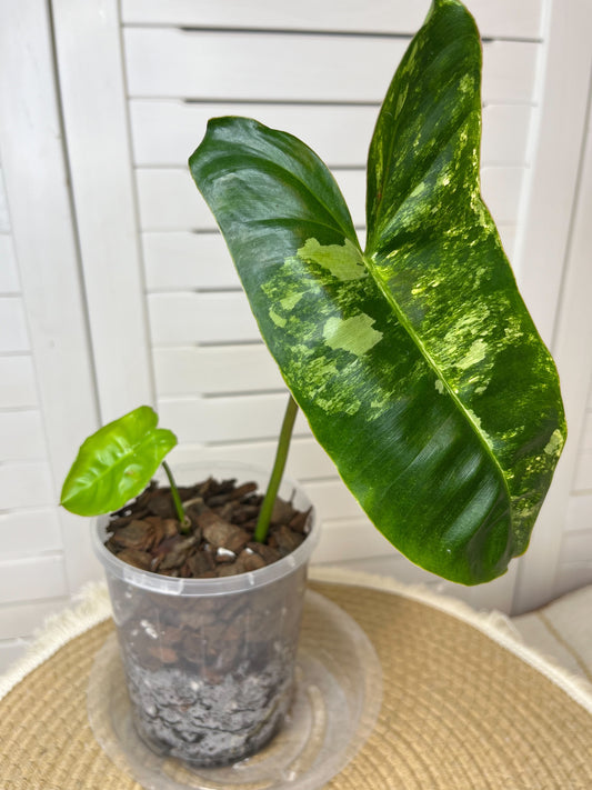 Philodendron Burle Marx variegated #1
