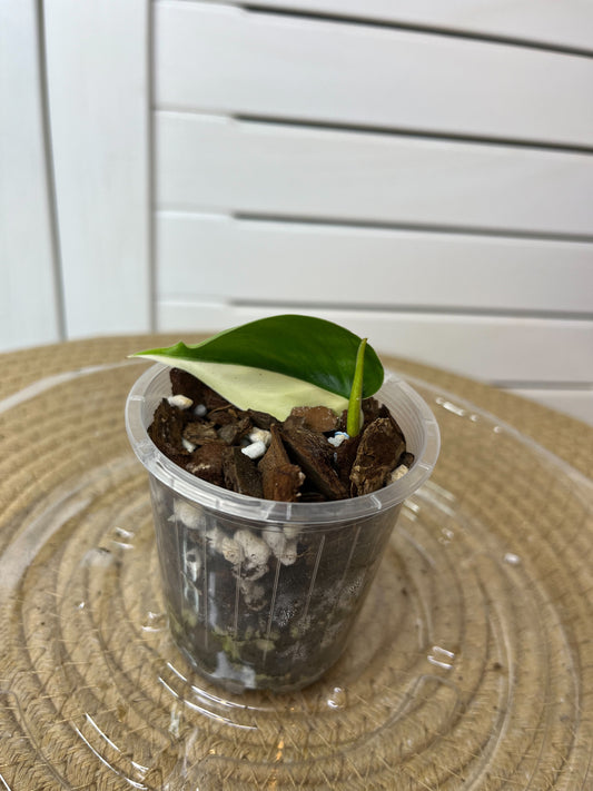 Philodendron Hederaceum(Heartleaf) ALBO Variegated -1