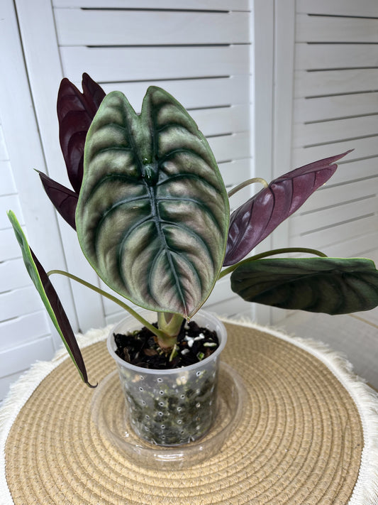 Alocasia Cuprea 1