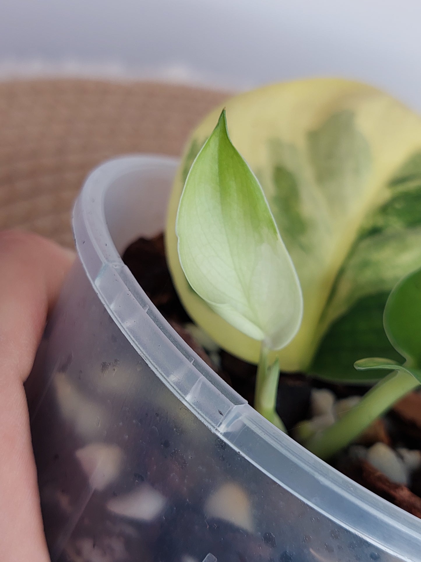 Scindapsus Jade Satin Variegated #1
