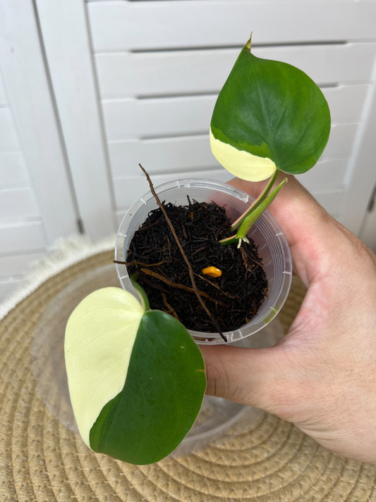 Philodendron Hederaceum(Heartleaf) ALBO Variegated #1