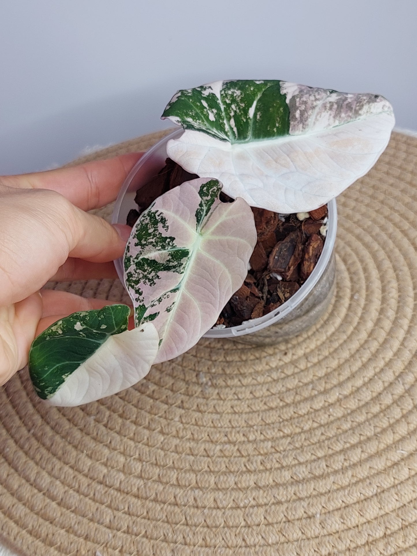 Alocasia Black Velvet Variegated(Mother Plant) - 1