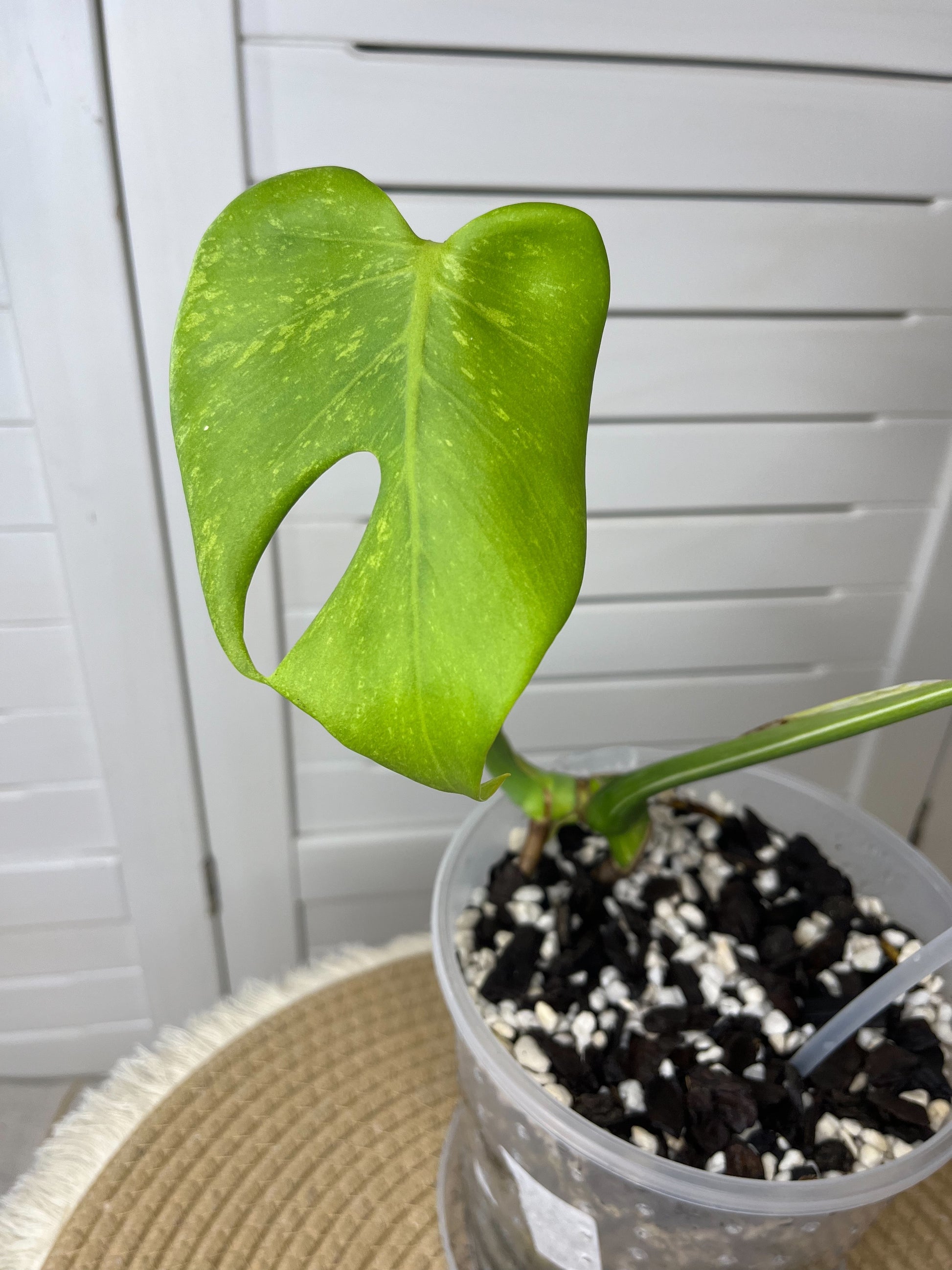 monstera deliciosa sunshine Monstera Deliciosa Sunshine 1 – SOUL PLANT