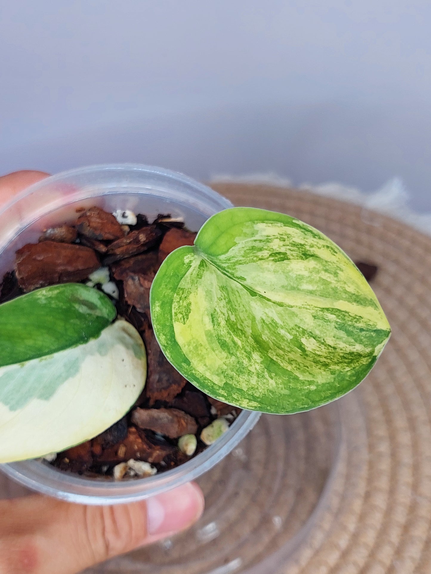 Scindapsus Jade Satin Variegated 1