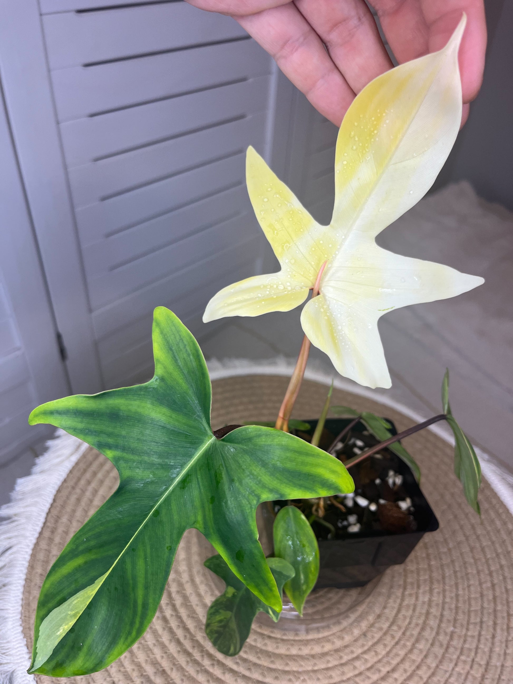 philodendron florida beauty nz Philodendron Florida Beauty variegated #1 – SOUL PLANT