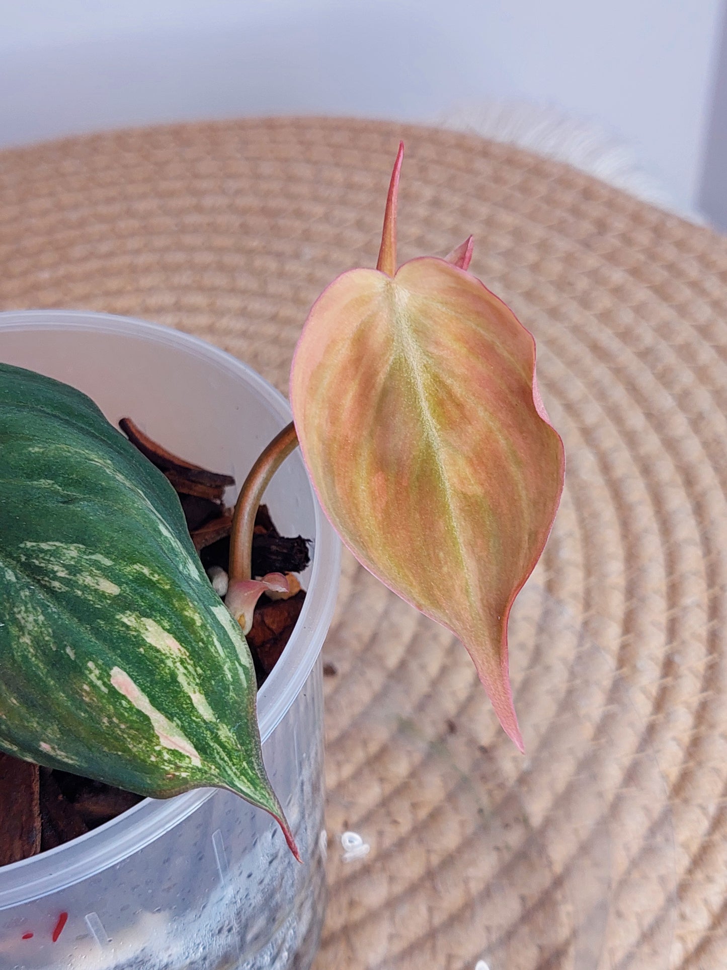 Philodendron Mican Variegated - 1