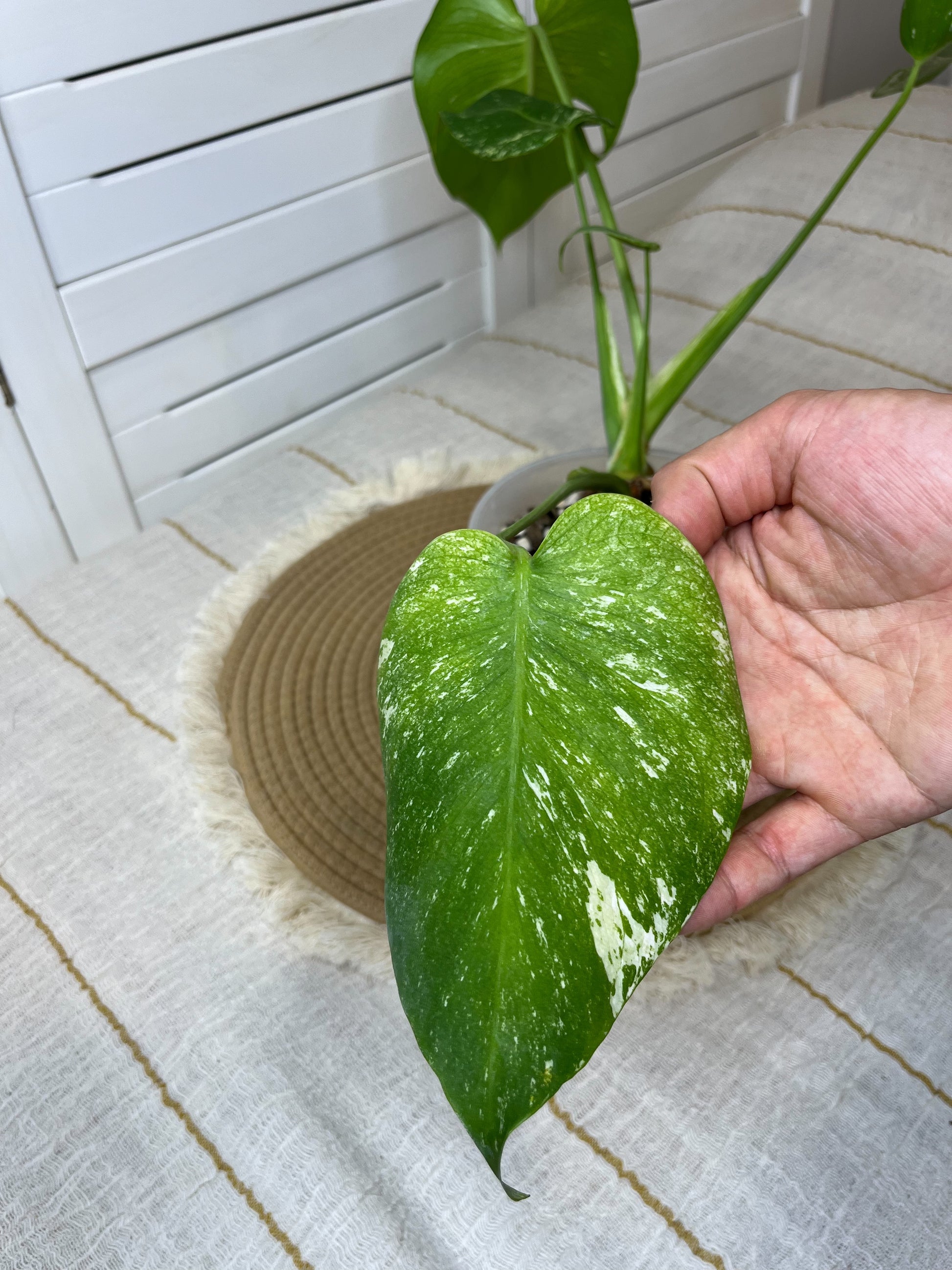 monstera deliciosa sunshine Monstera Deliciosa Sunshine (1) – SOUL PLANT