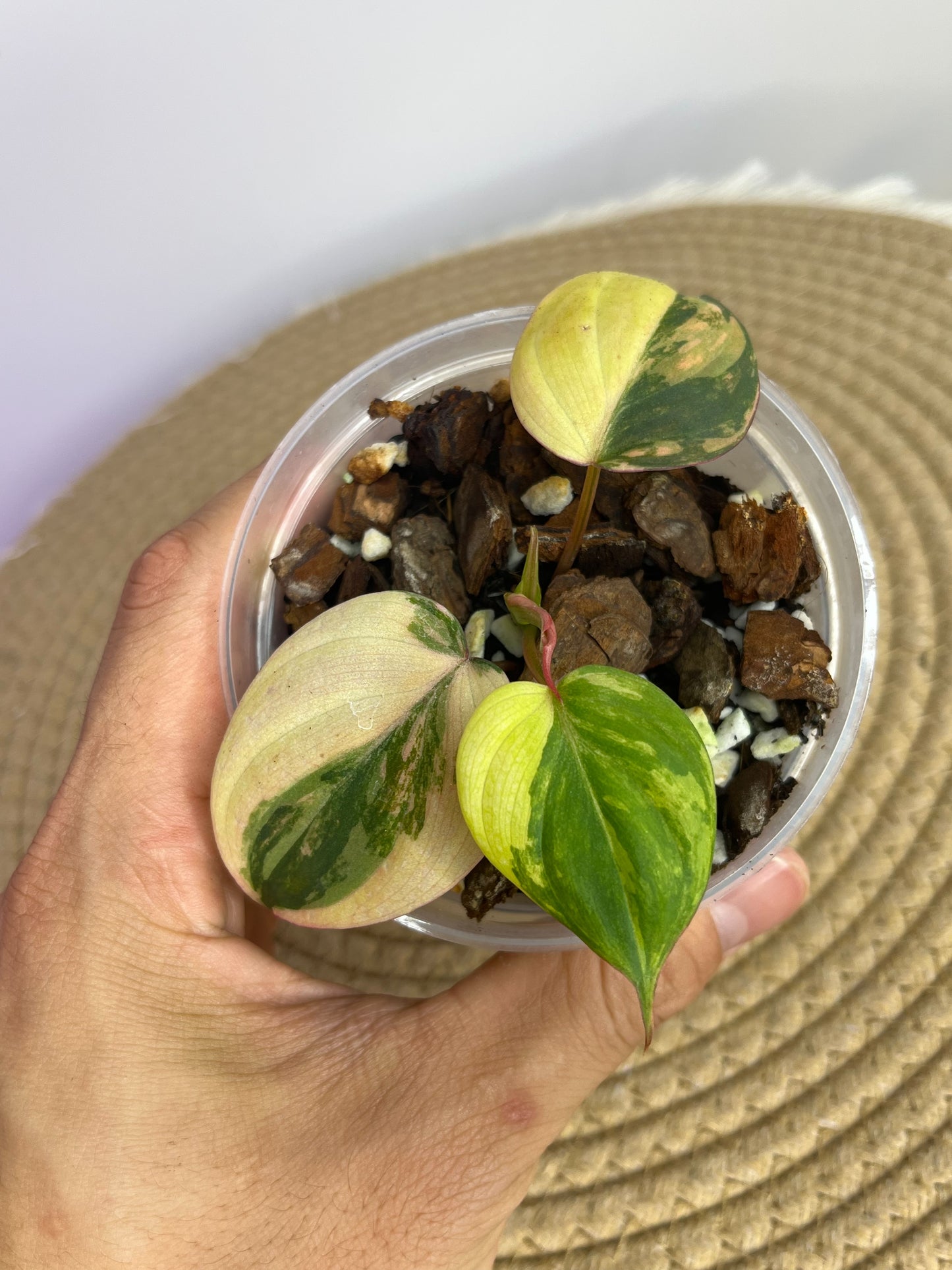 Philodendron Mican Variegated A